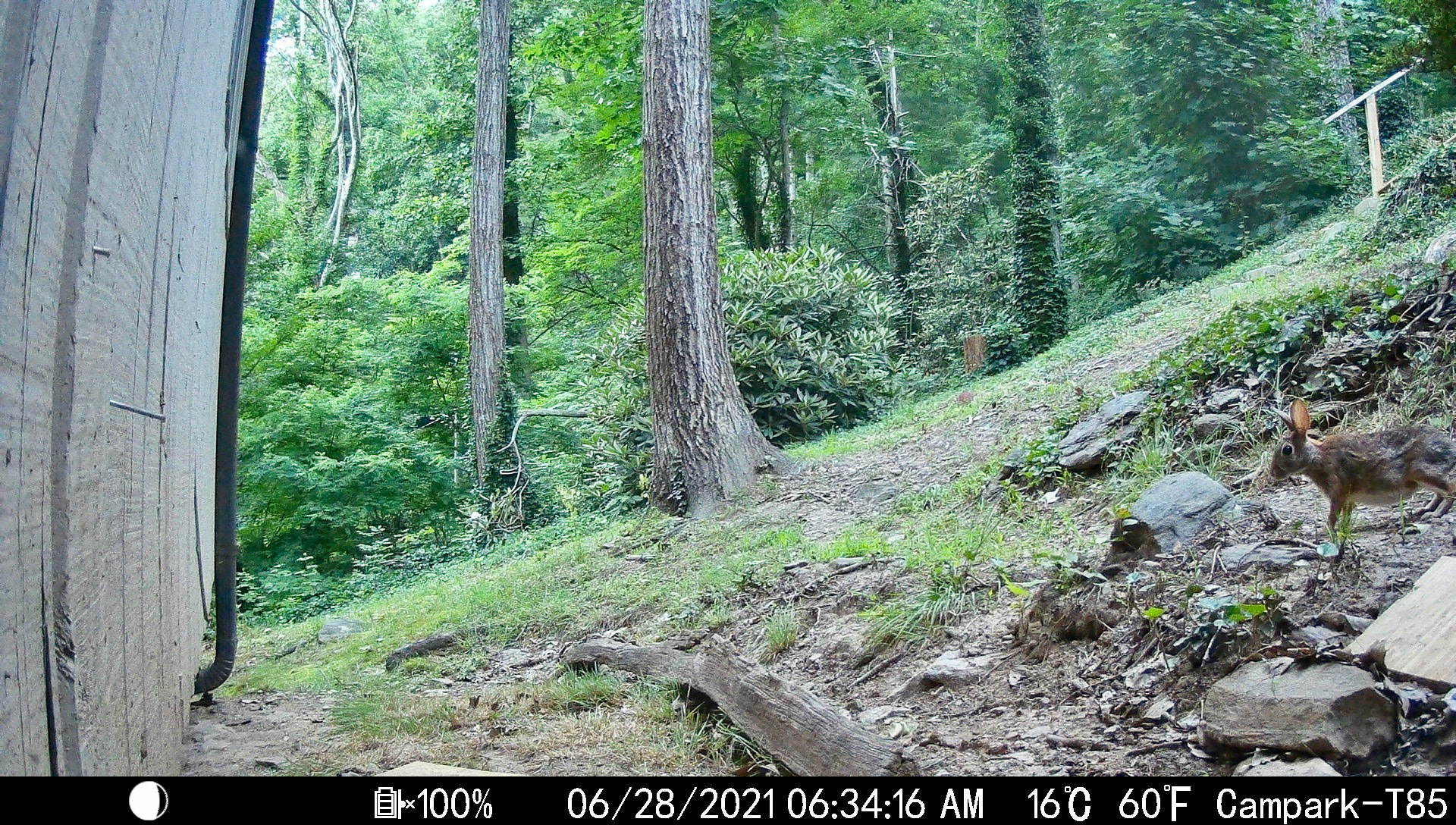 Rabbits in Asheville, North Carolina