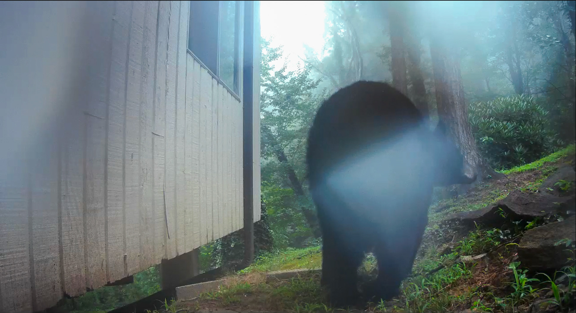 Black Bears in Asheville, North Carolina