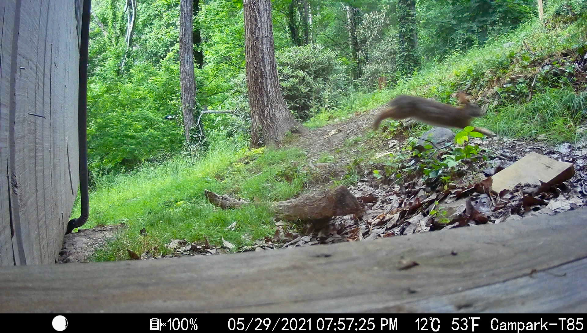 Rabbits in Asheville, North Carolina