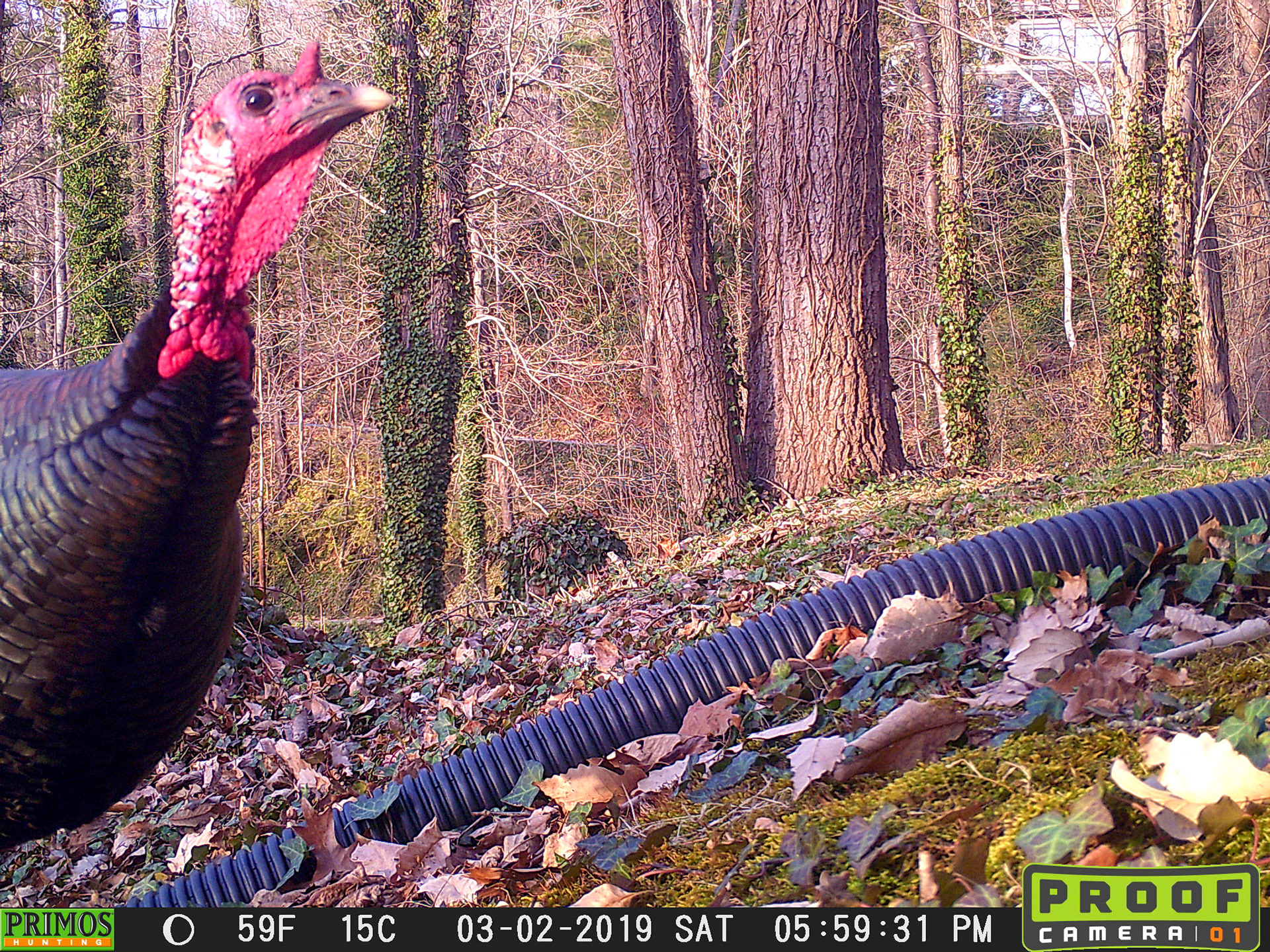Turkeys in Asheville, North Carolina