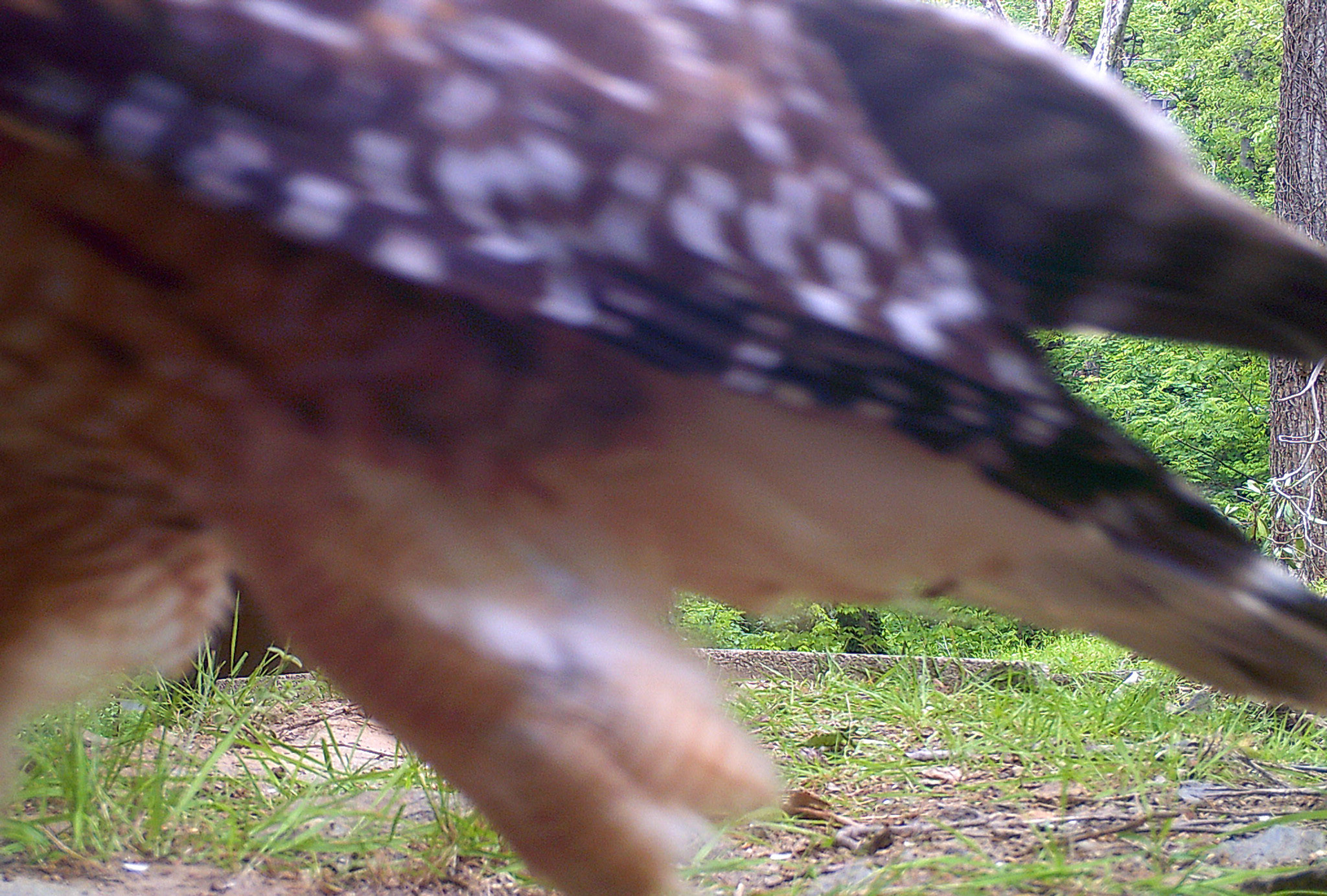 Birds in Asheville, North Carolina