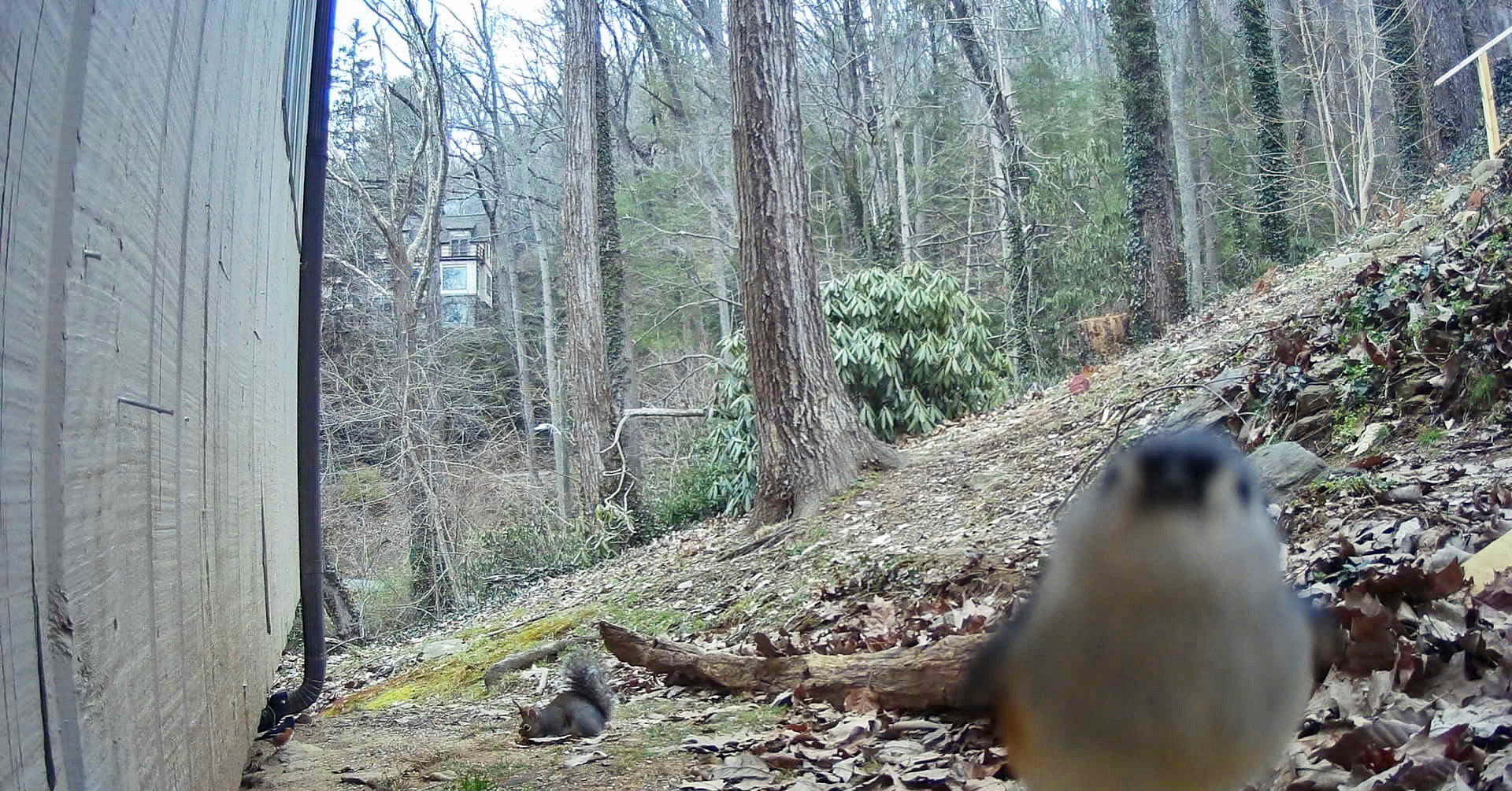 Birds in Asheville, North Carolina