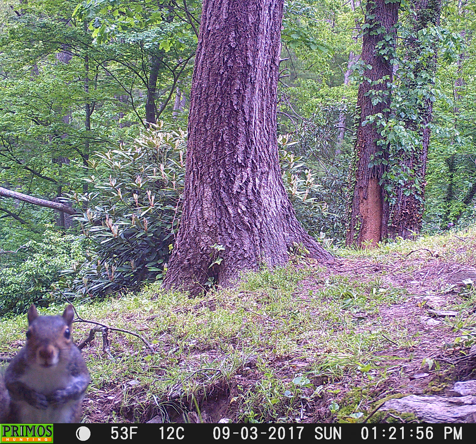Squirrels in Asheville, North Carolina