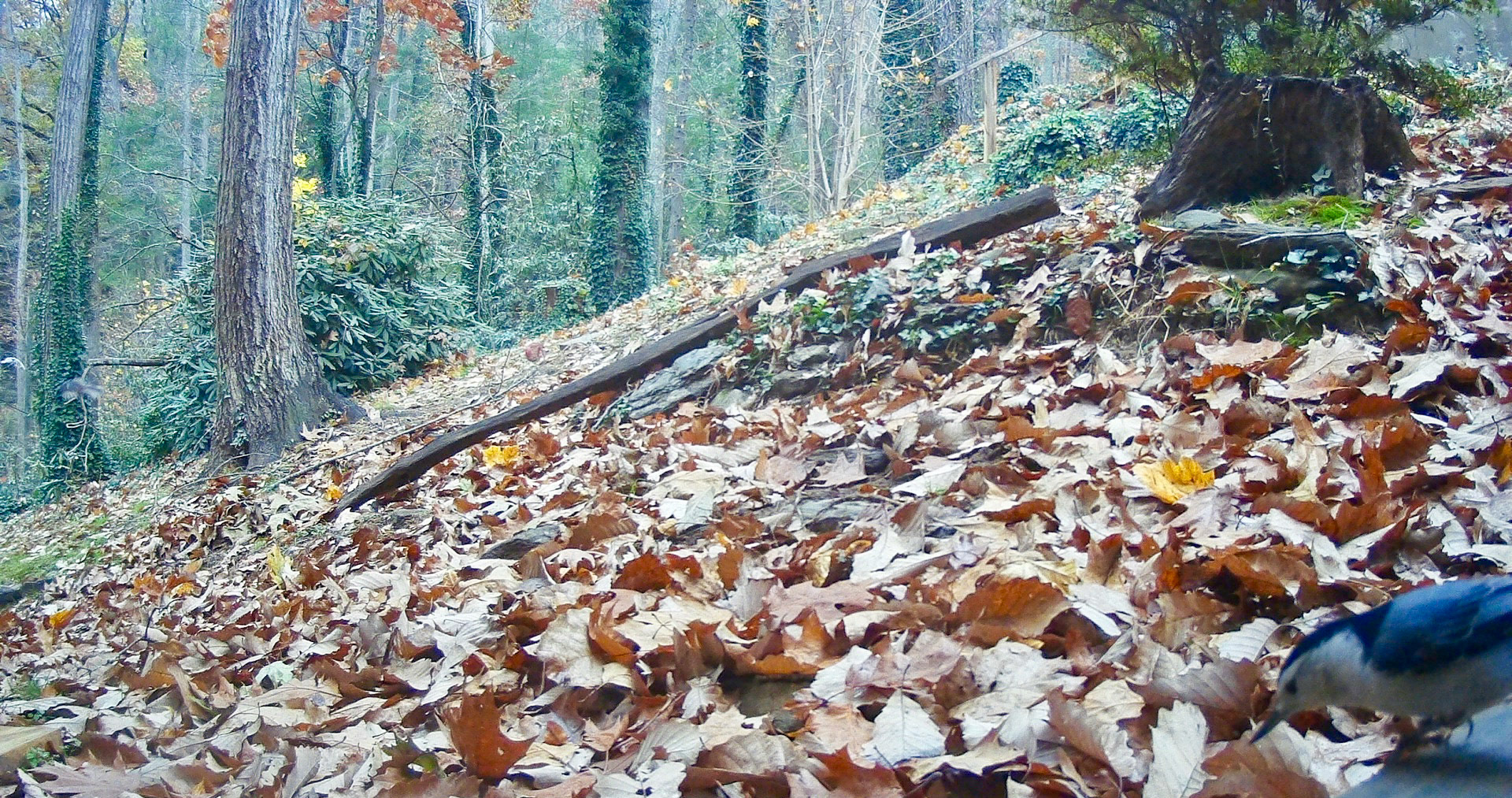 Birds in Asheville, North Carolina