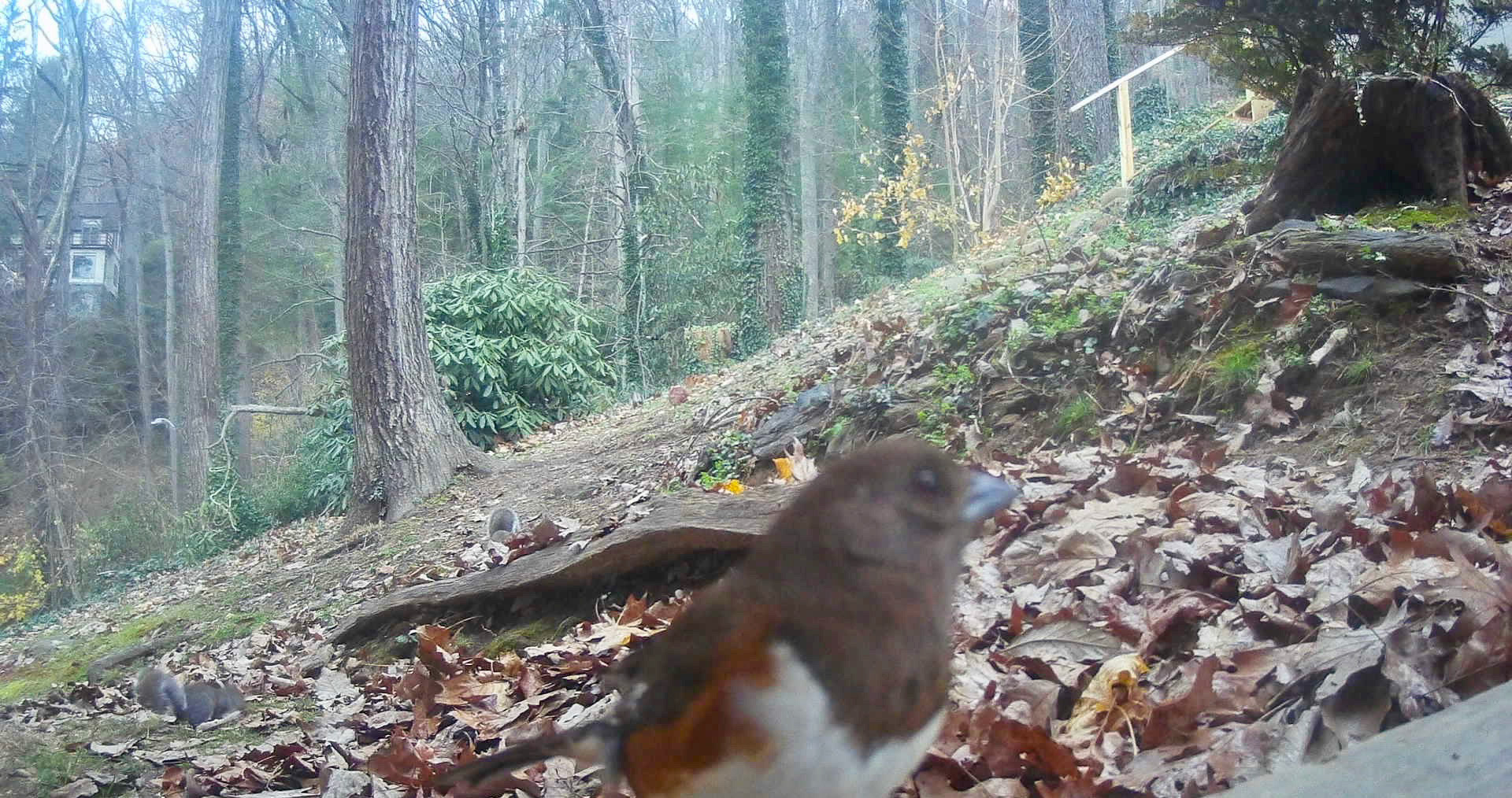 Birds in Asheville, North Carolina