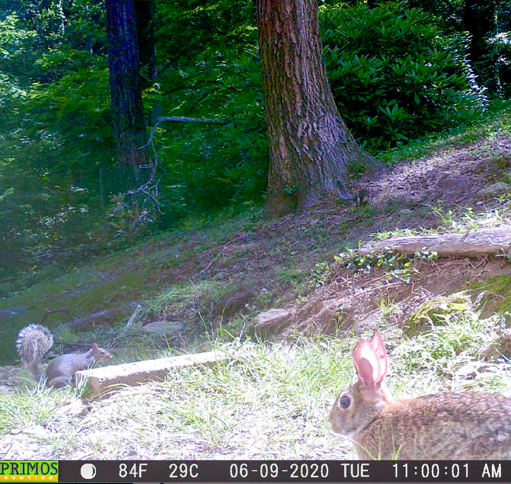 Rabbits in Asheville, North Carolina