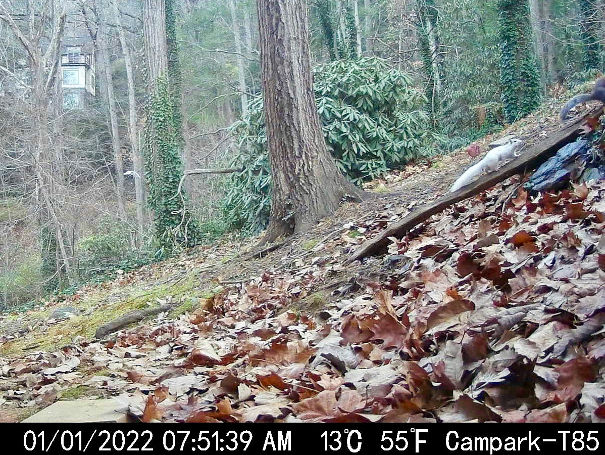 White squirrel in Asheville, North Carolina