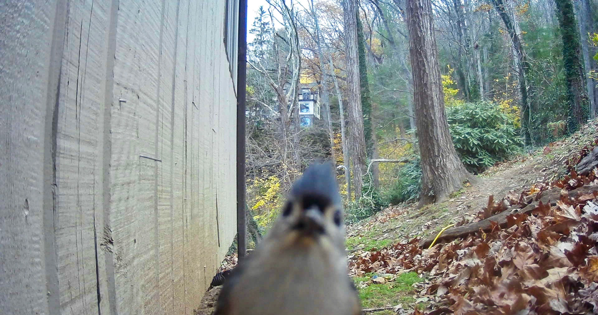 Birds in Asheville, North Carolina