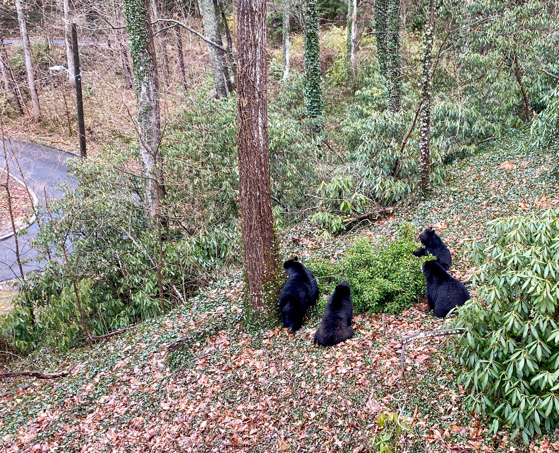 Black Bears in Asheville, North Carolina