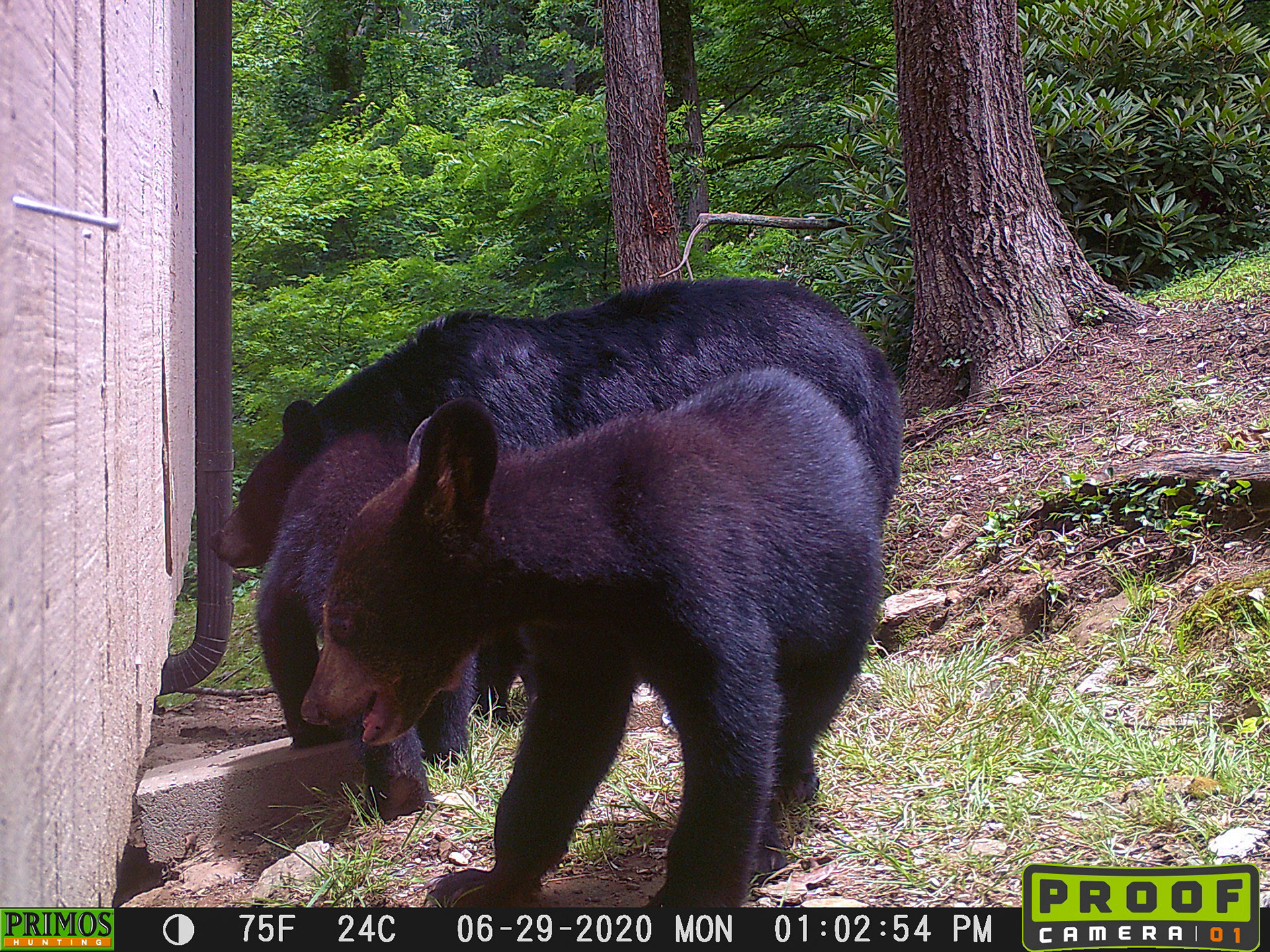 Black Bears in Asheville, North Carolina
