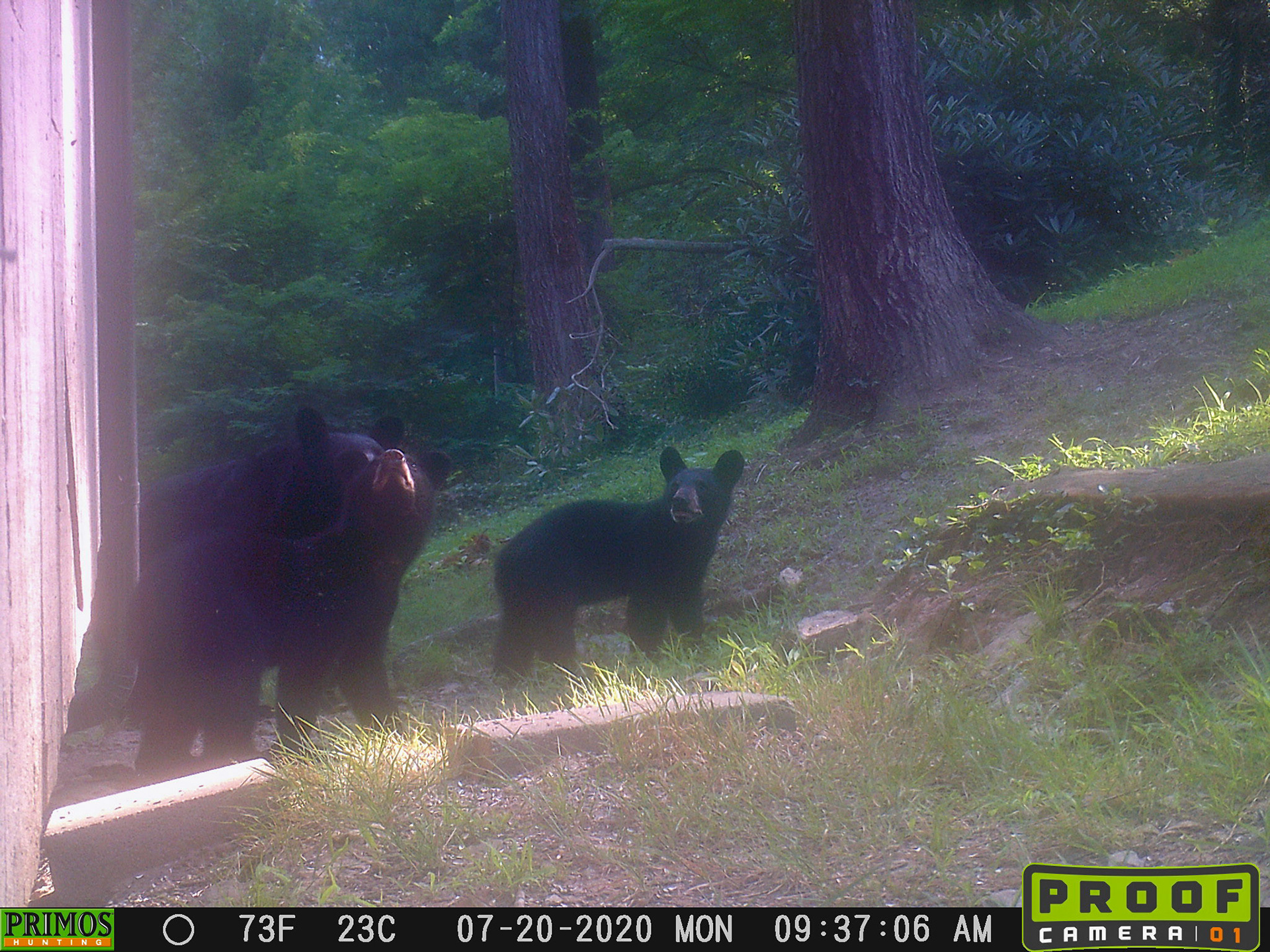 Black Bears in Asheville, North Carolina
