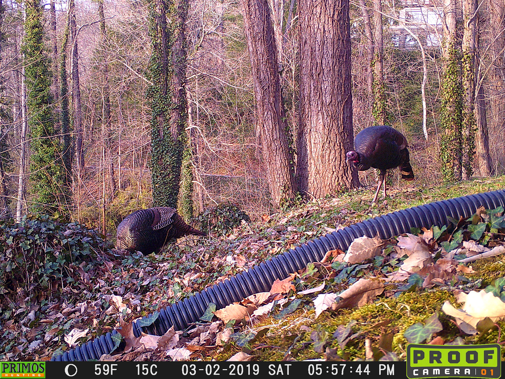 Turkeys in Asheville, North Carolina