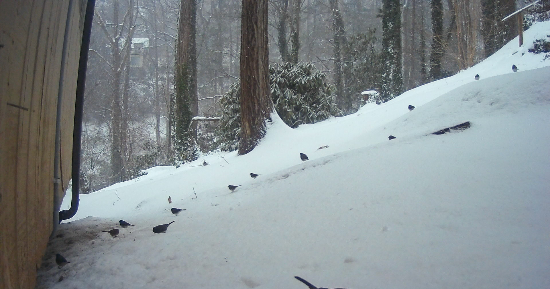 Birds in Asheville, North Carolina