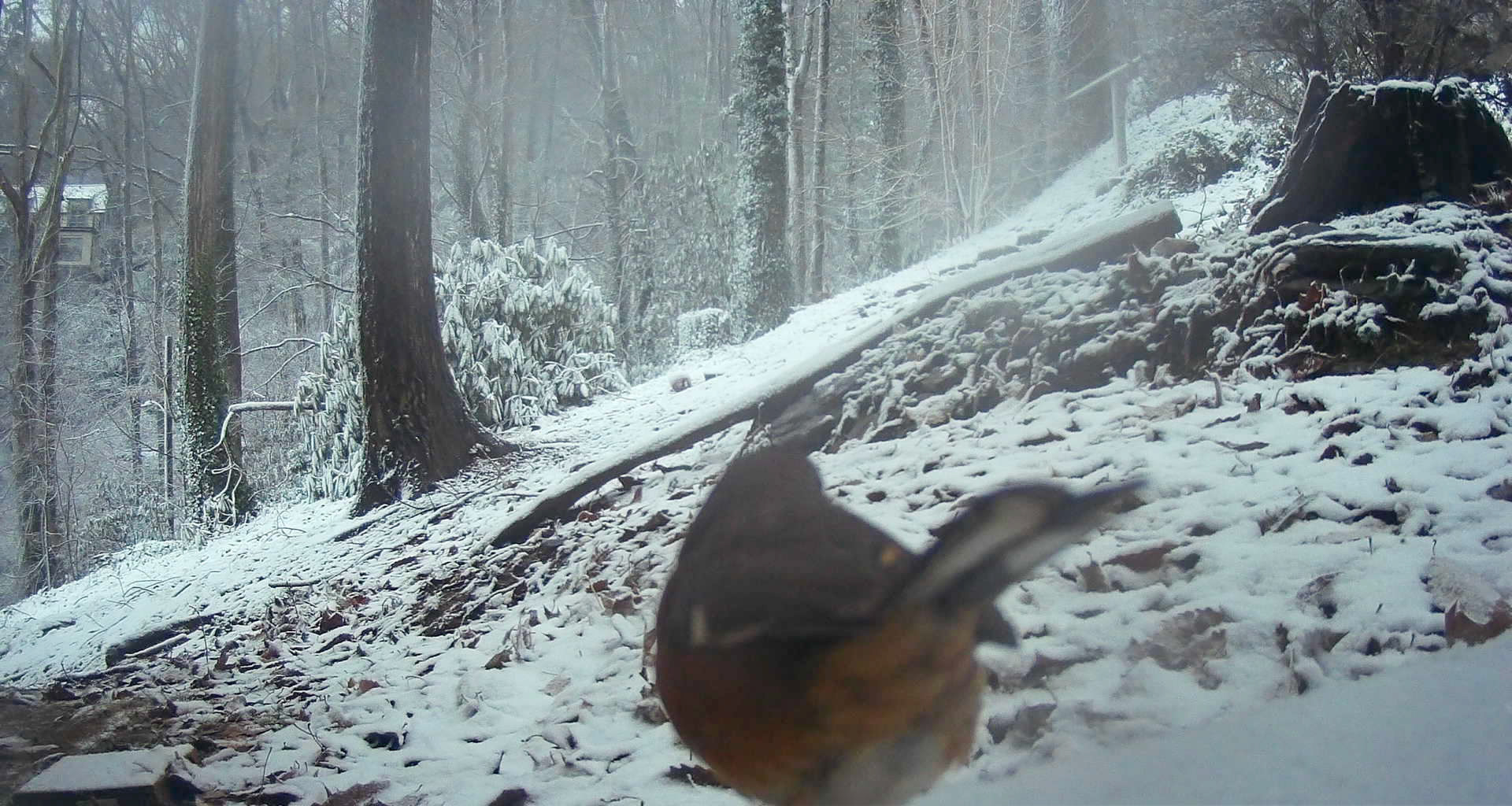Birds in Asheville, North Carolina