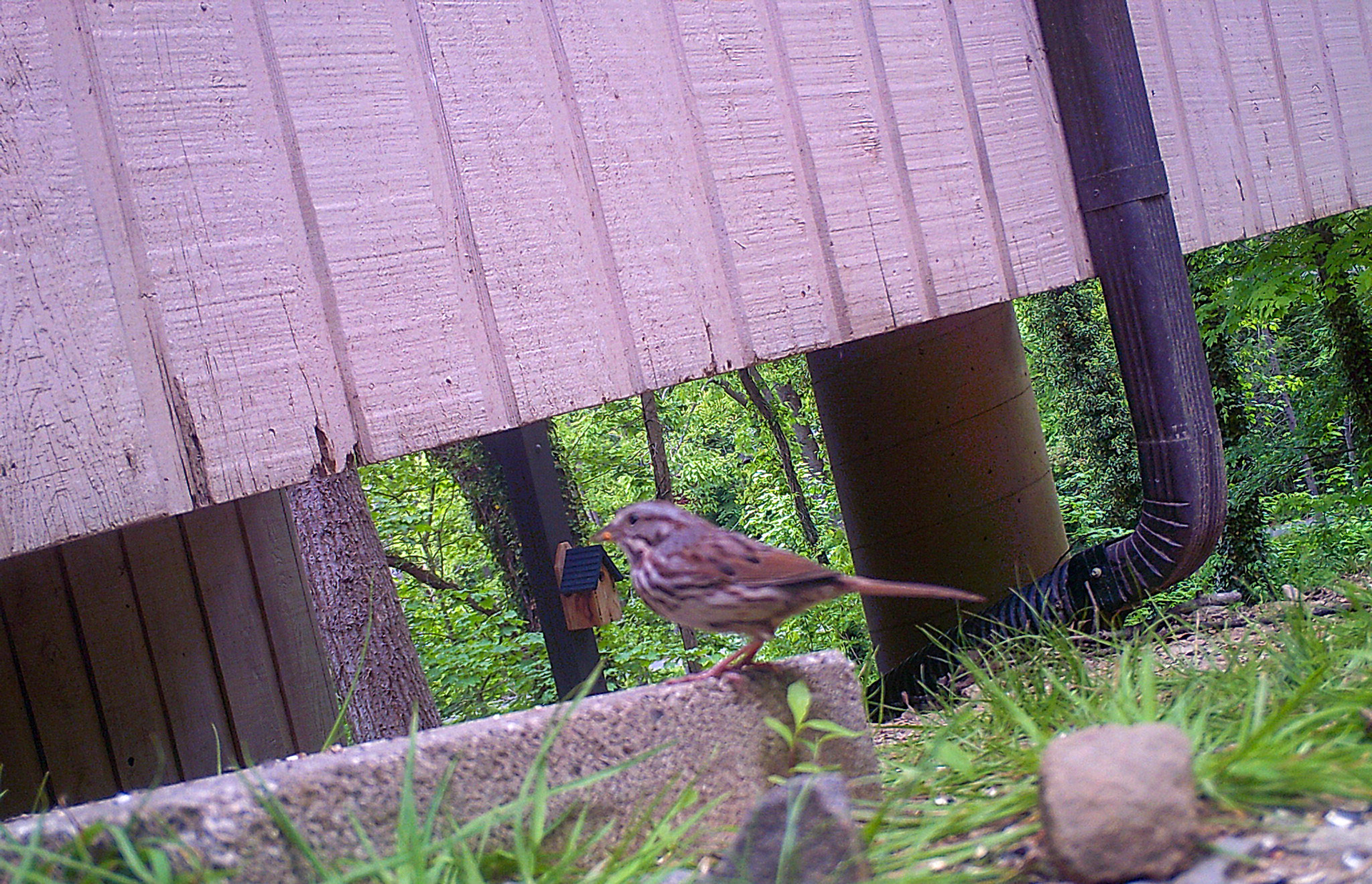 Birds in Asheville, North Carolina