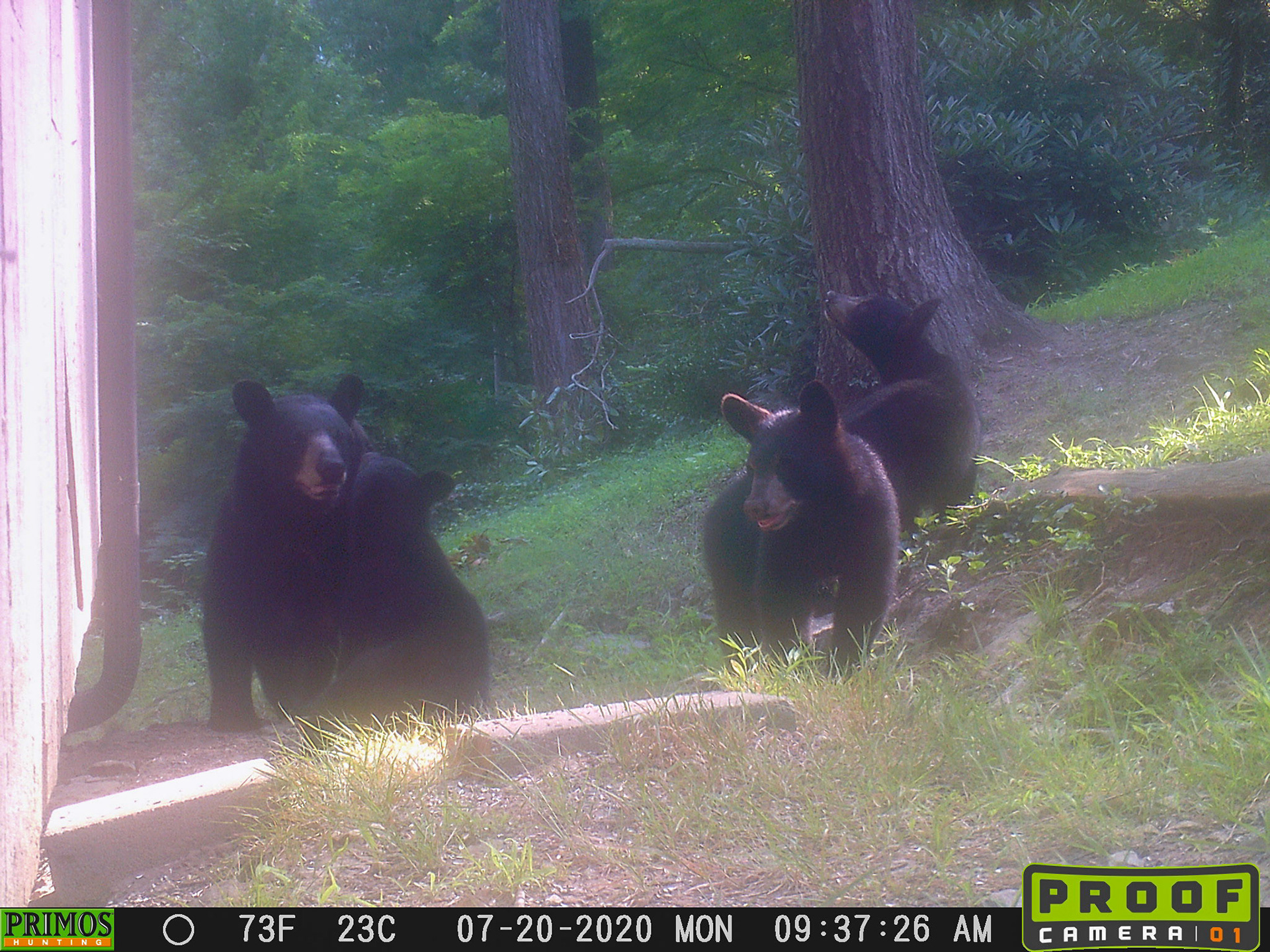 Black Bears in Asheville, North Carolina