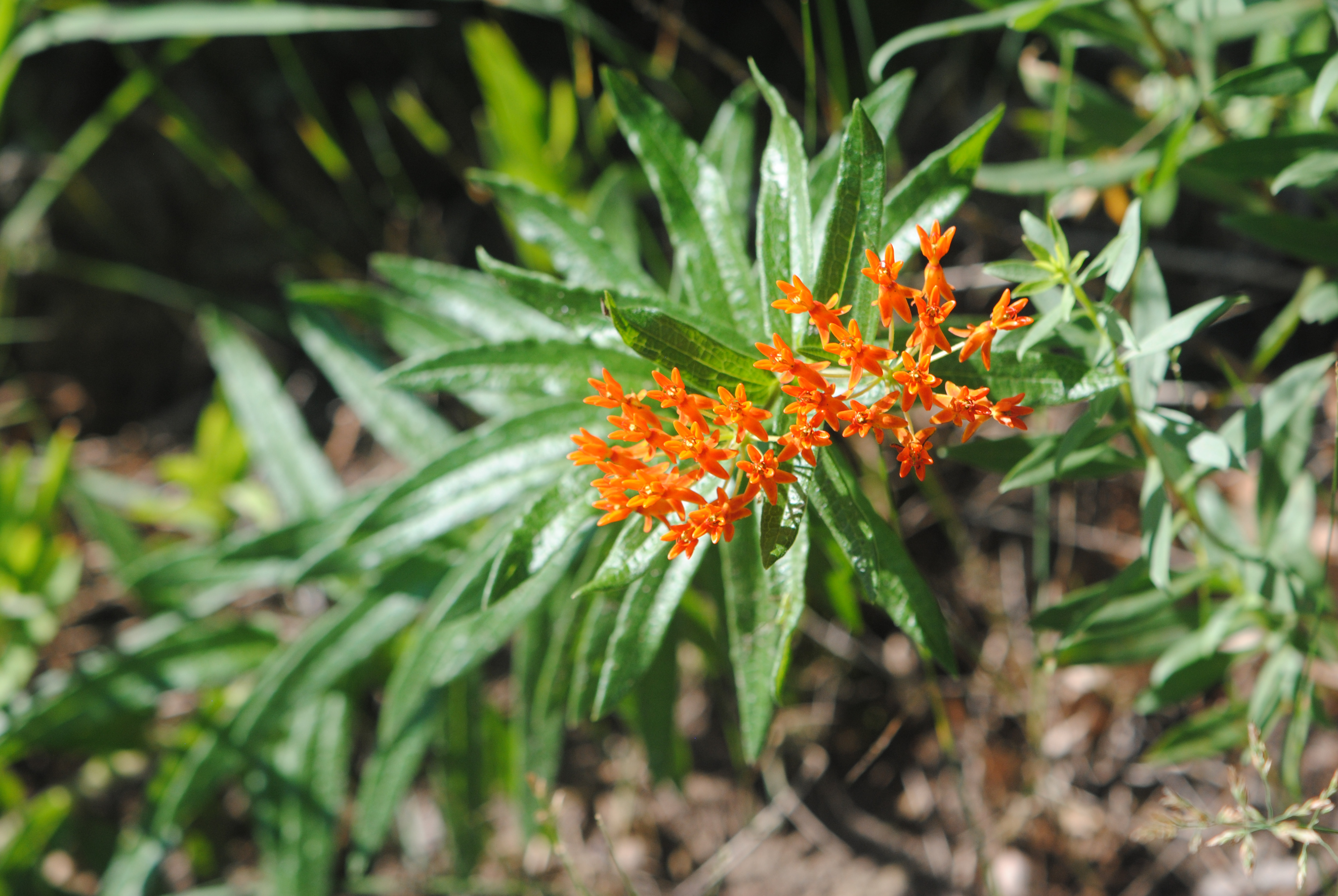 Butterfly weed