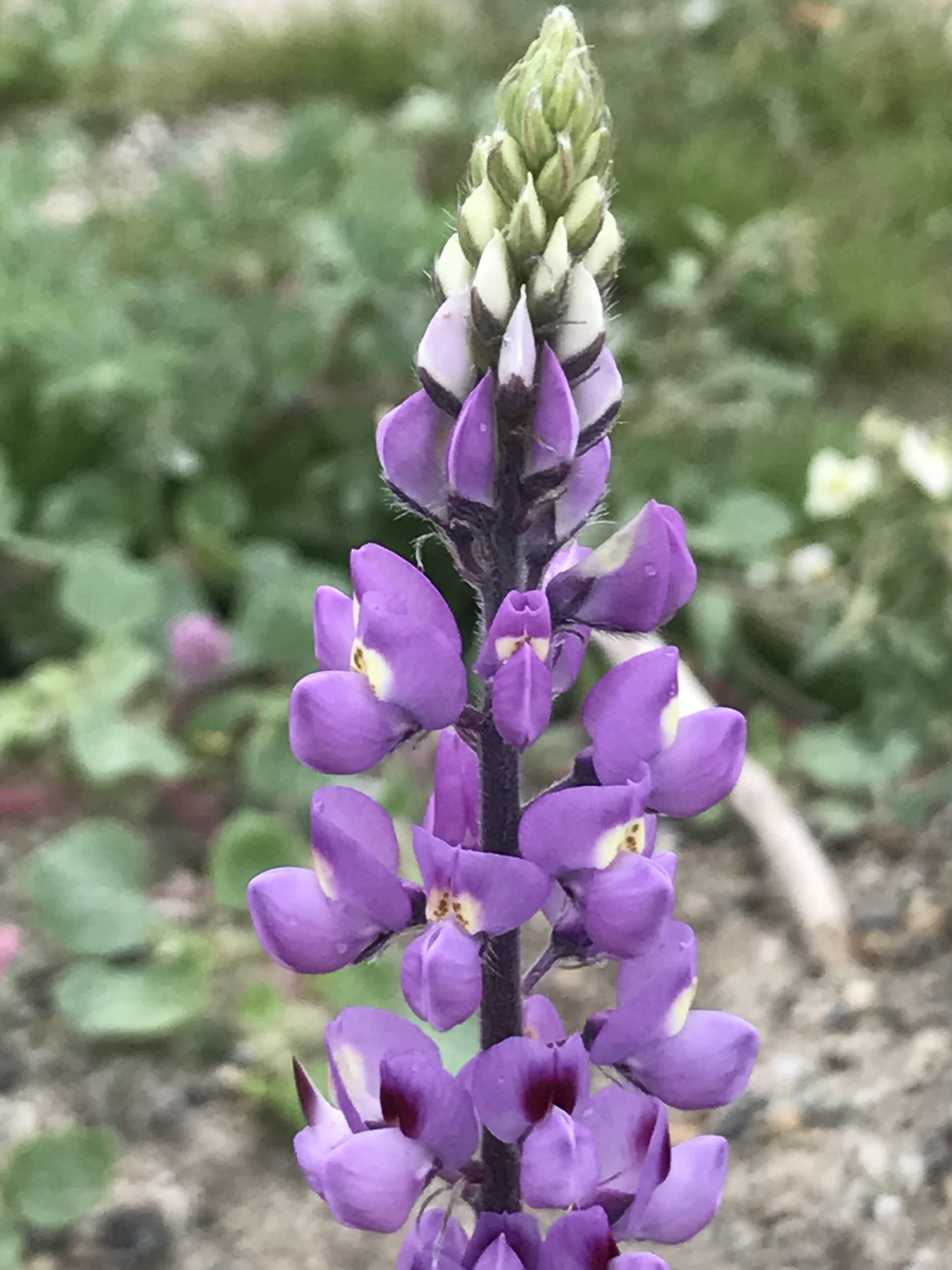 Wild lupine