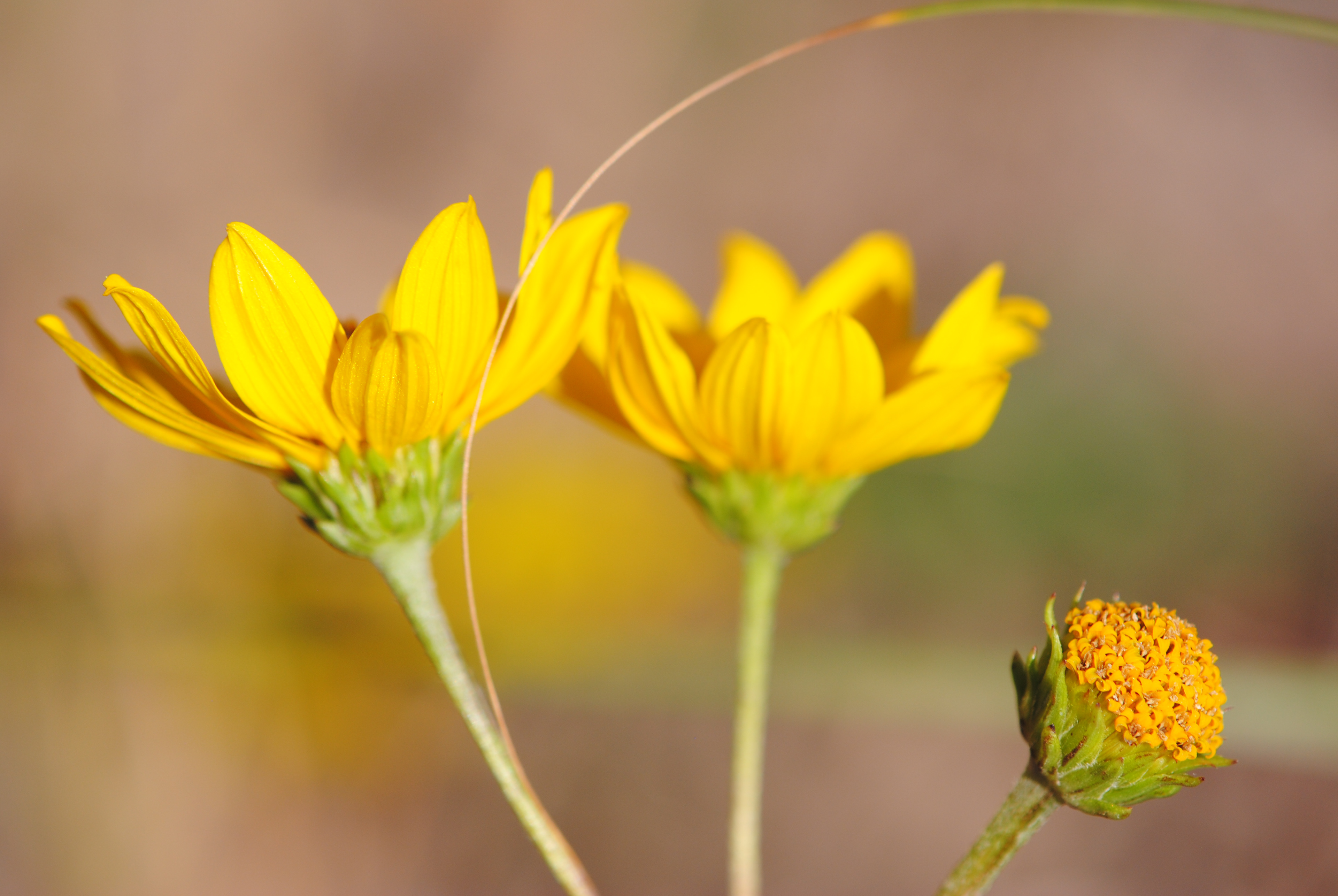 Western sunflower