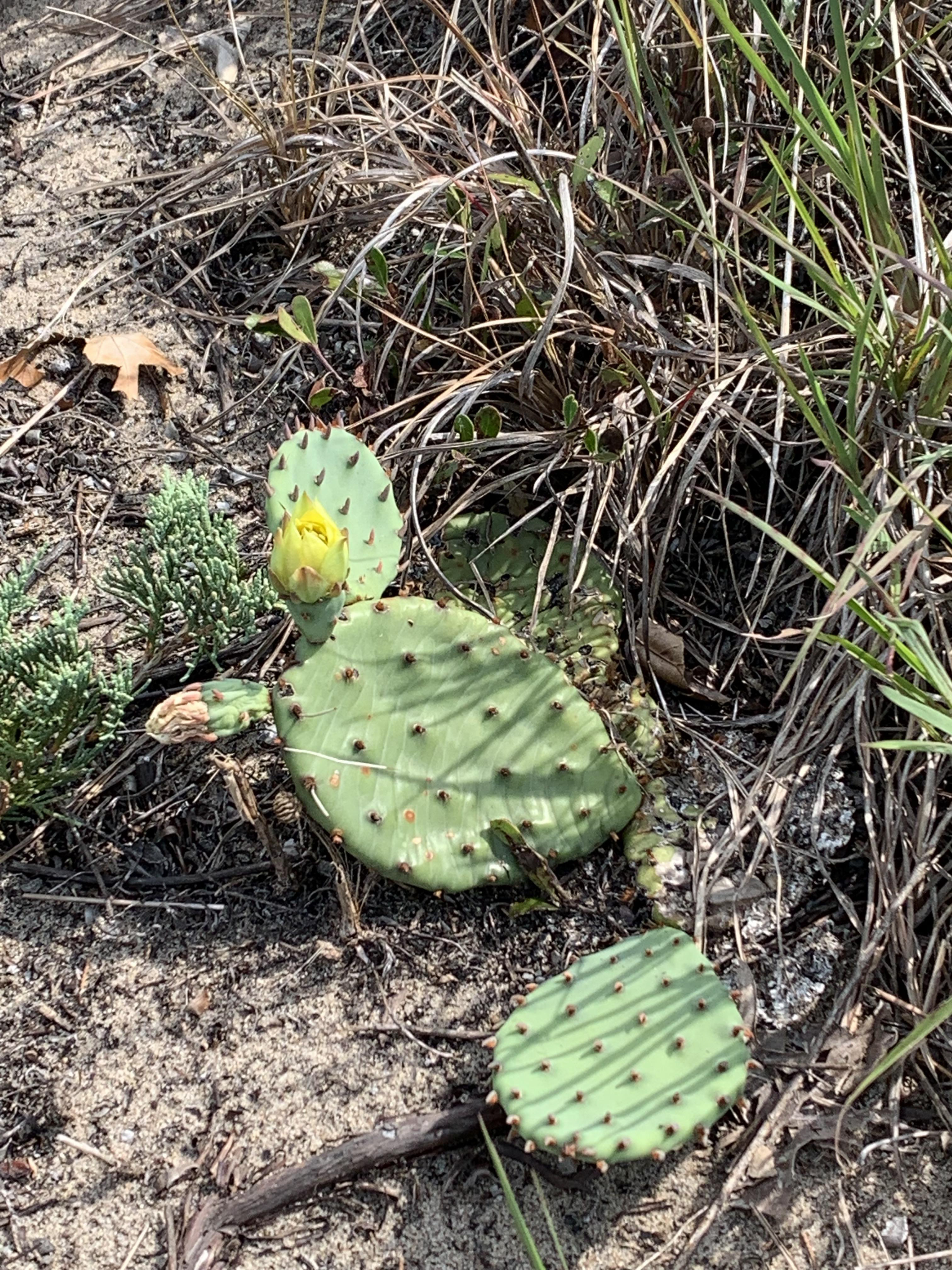 Prickly pear
