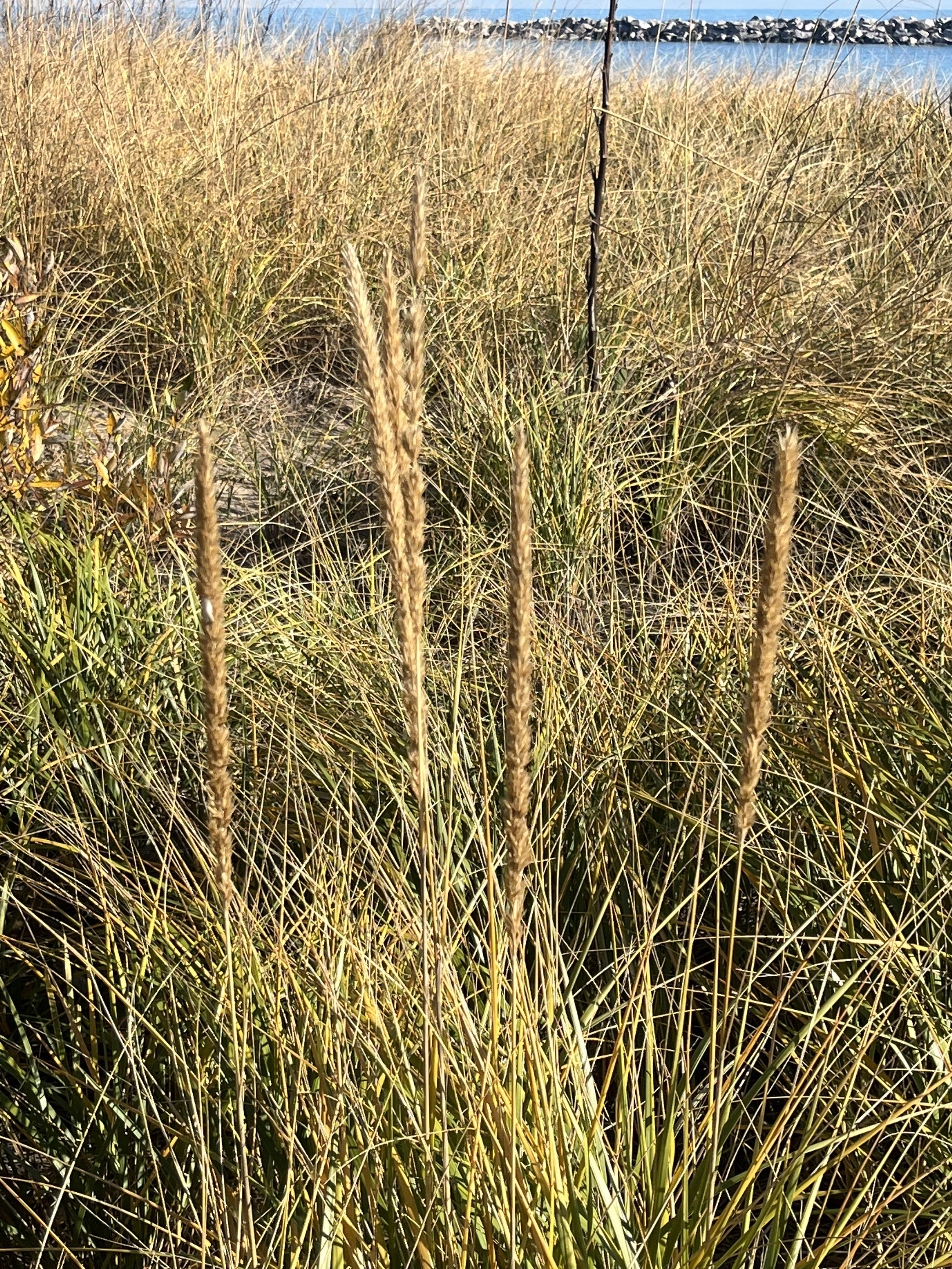 Mariam grass