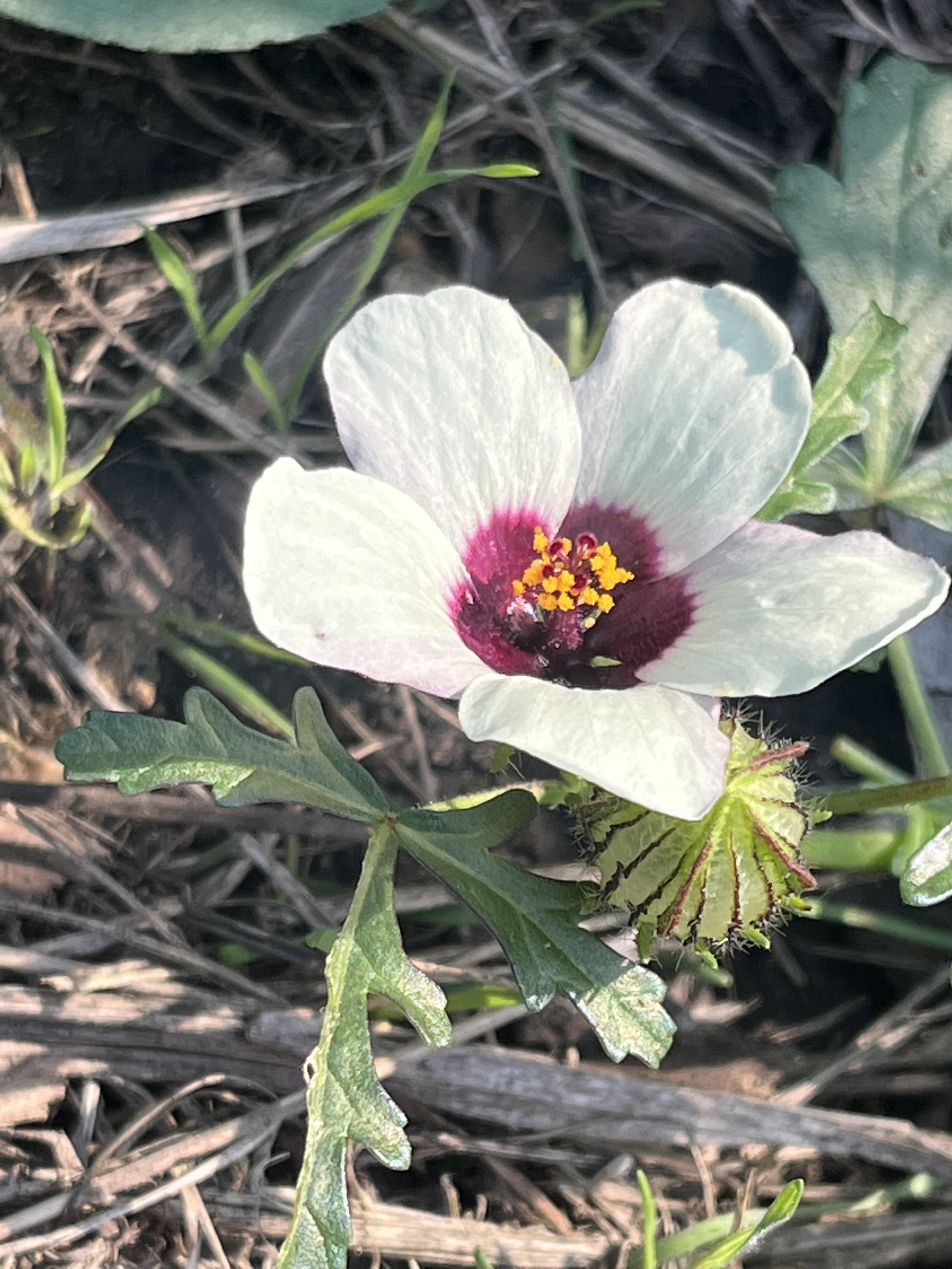 Flower-of-an-hour