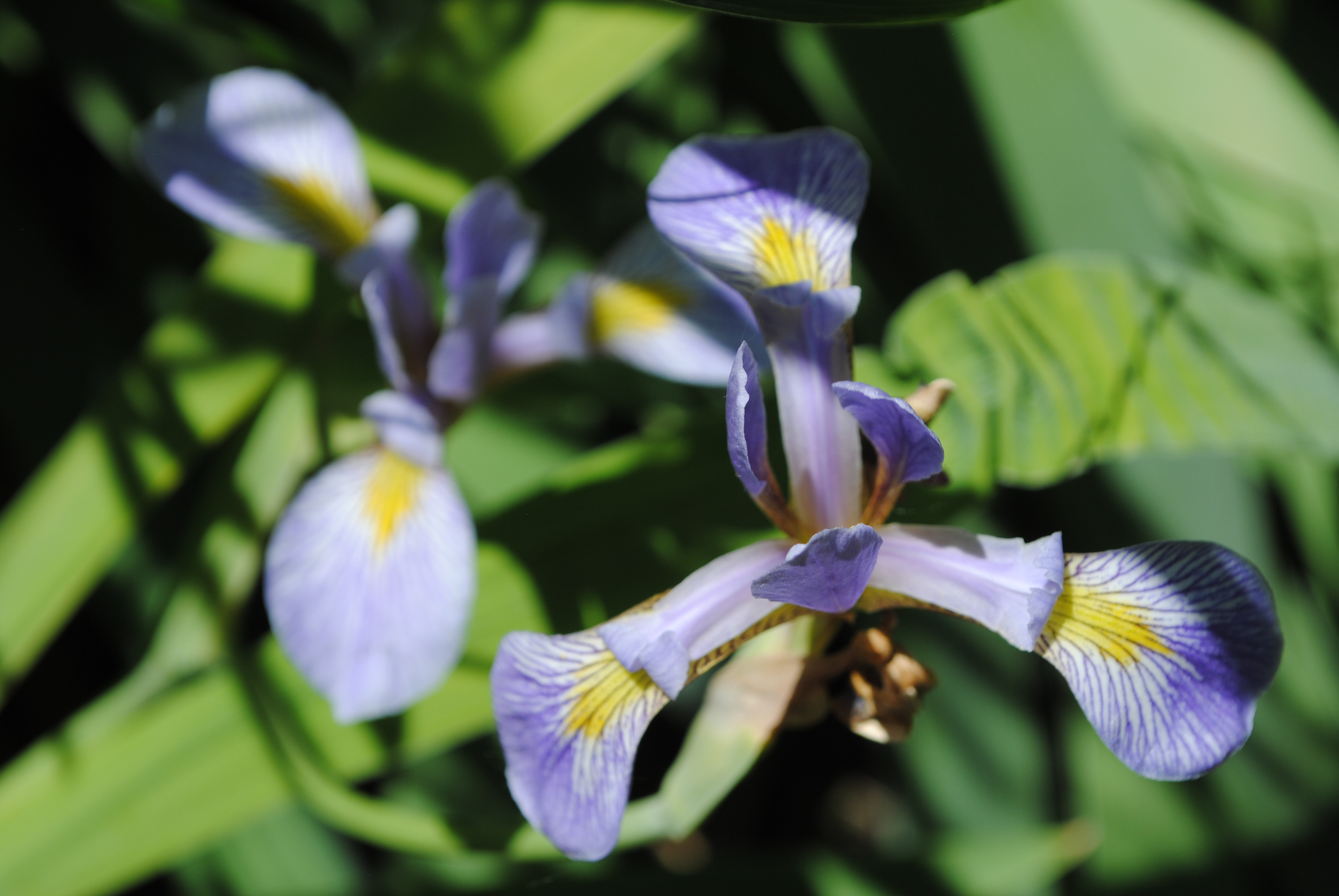 Blue flag iris