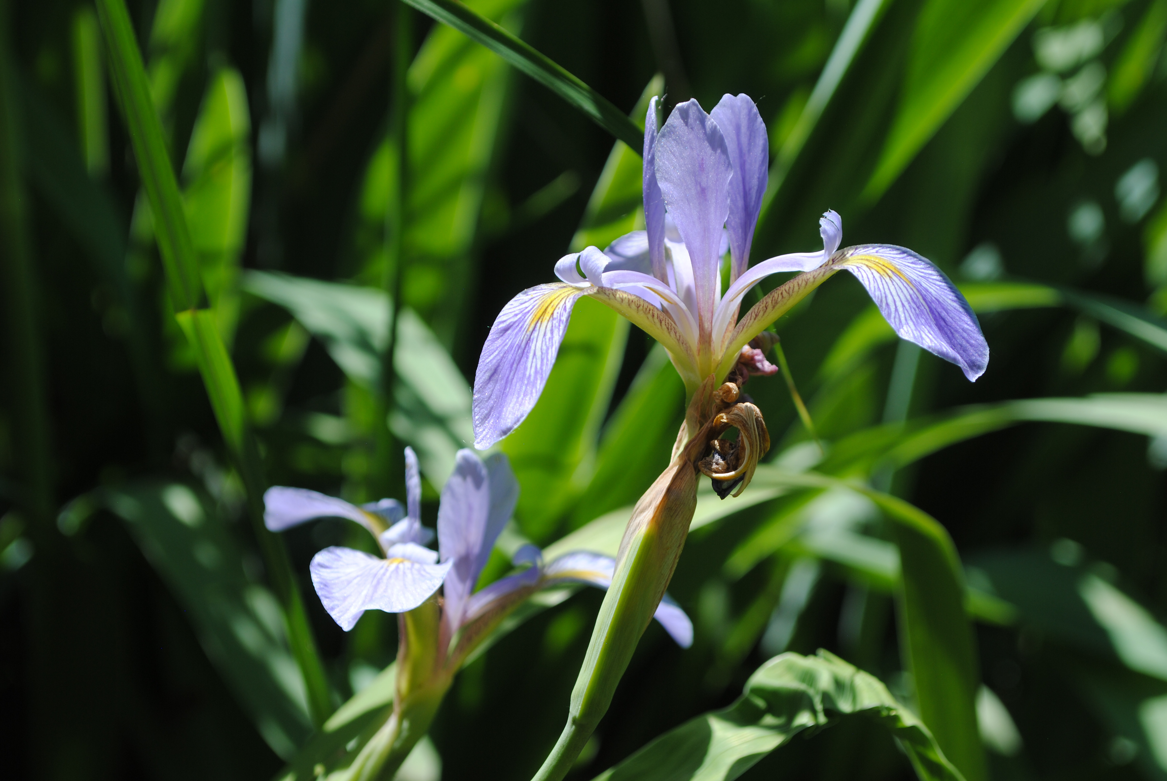 Blue flag iris
