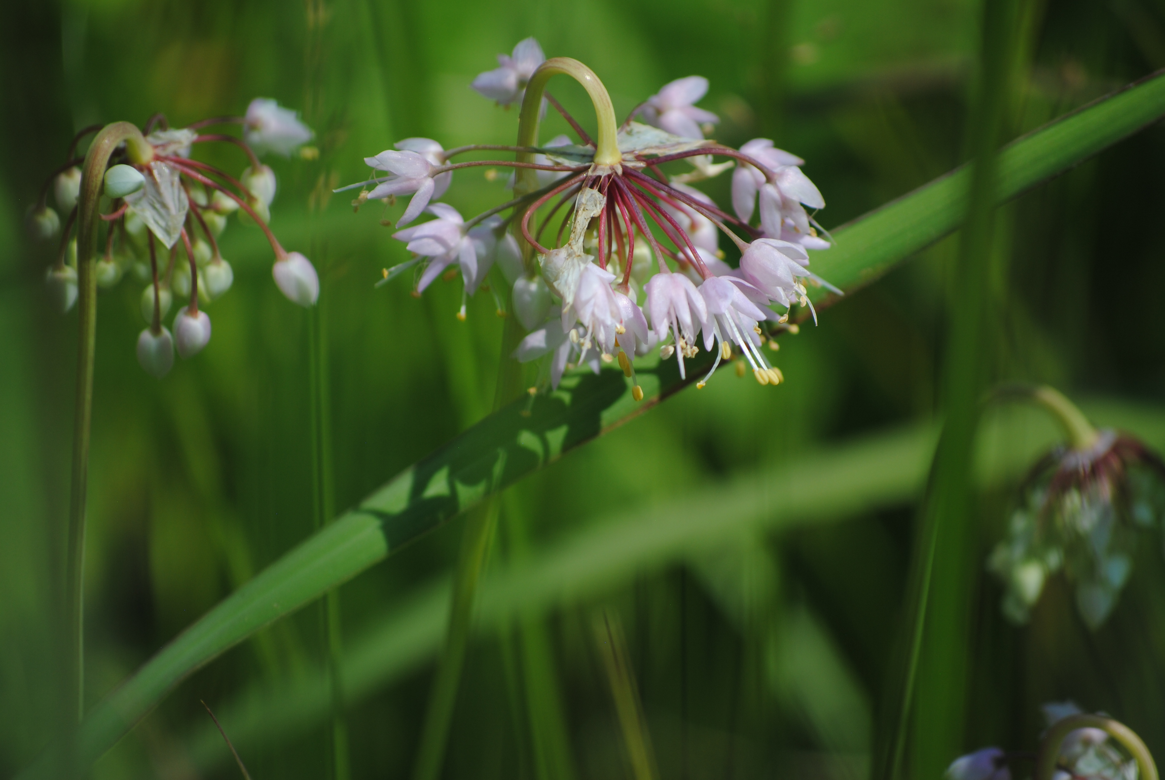 Nodding wild onion