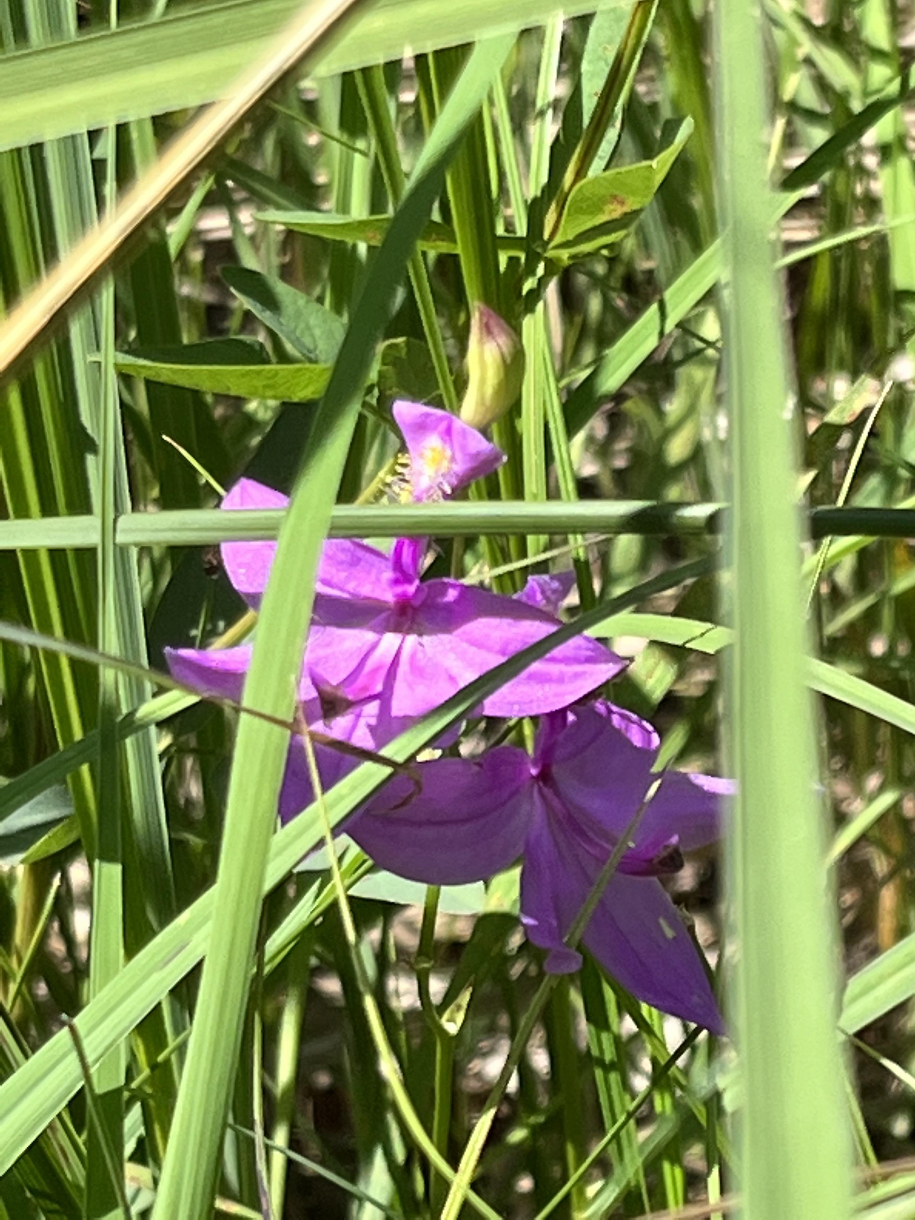 Pink grass orchids