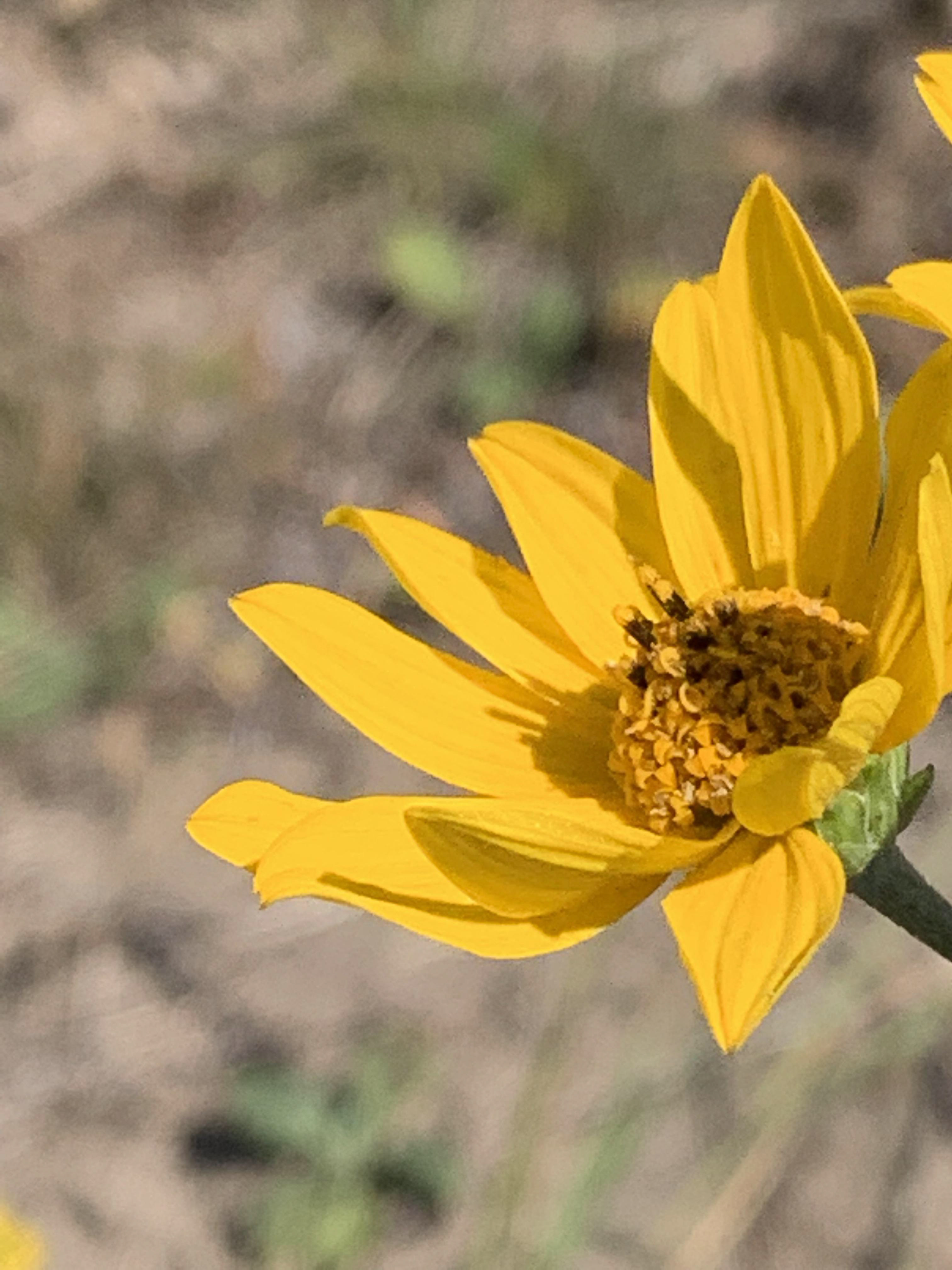 Western sunflower