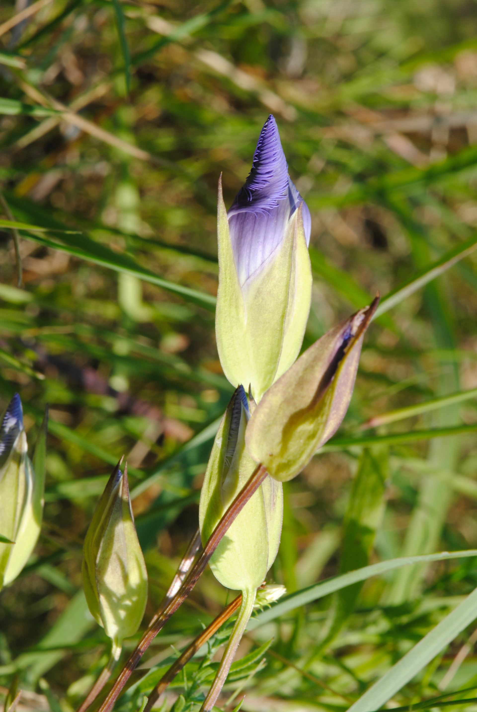 Fringed genetian