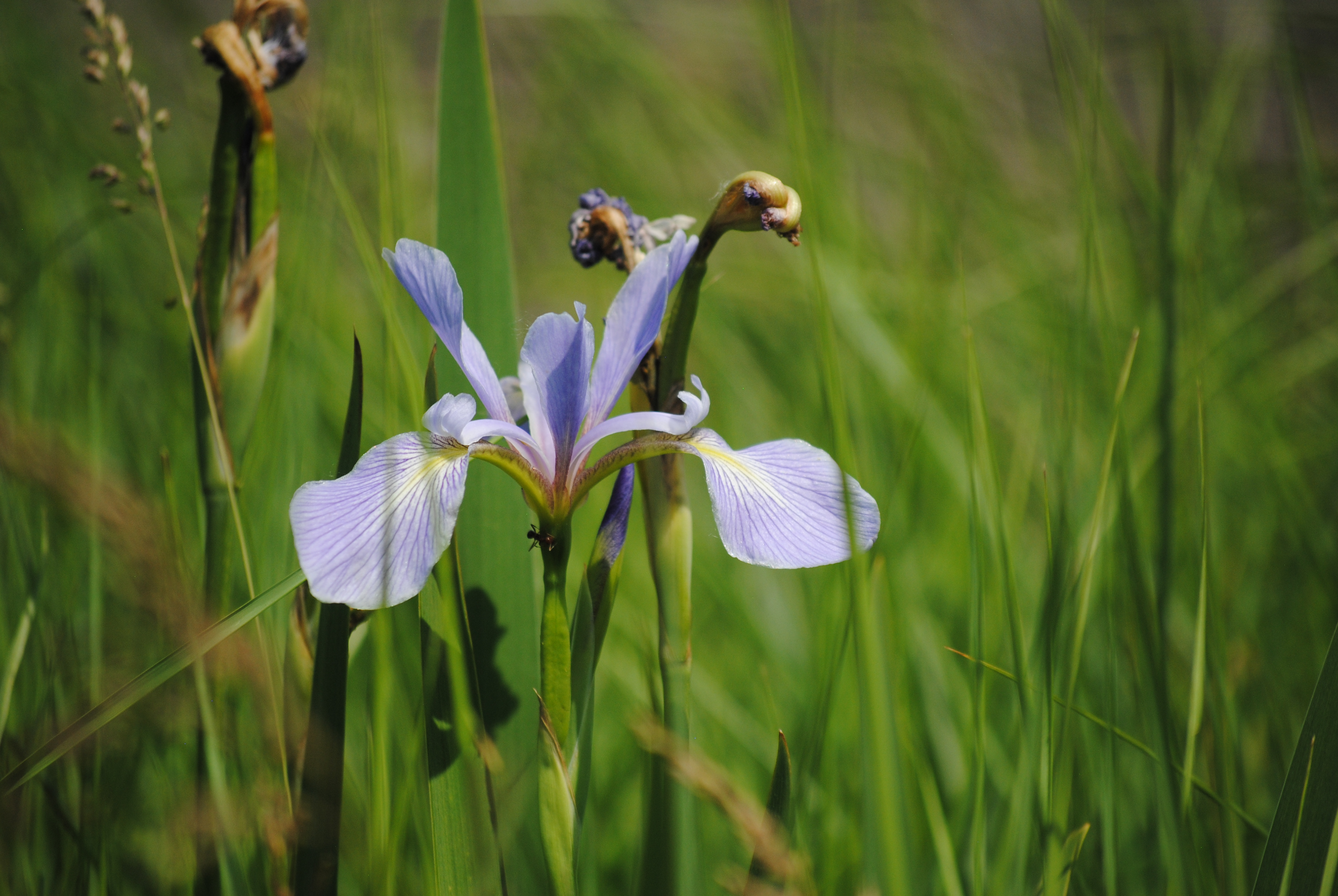 Blue flag iris