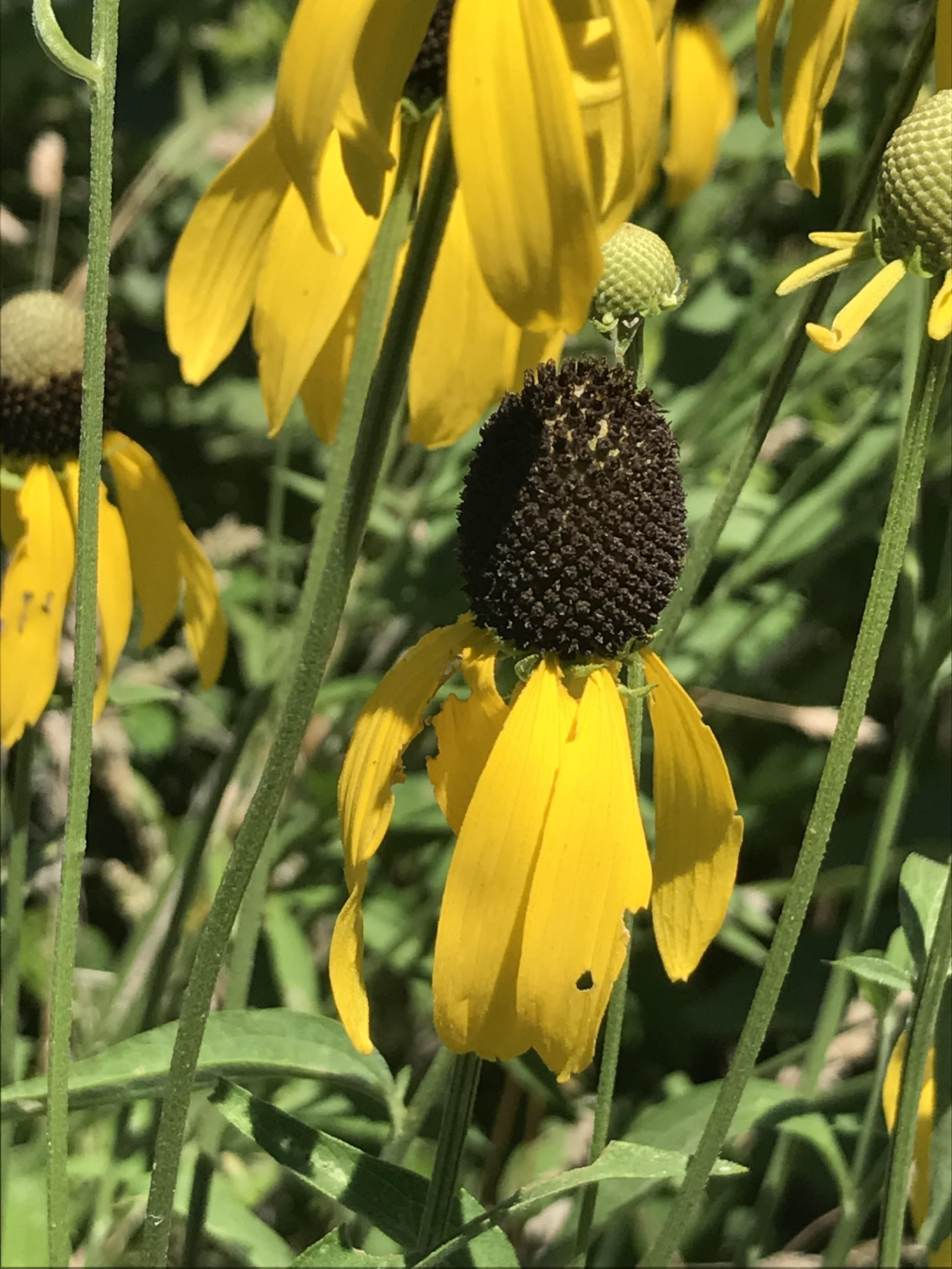 Yellow coneflower