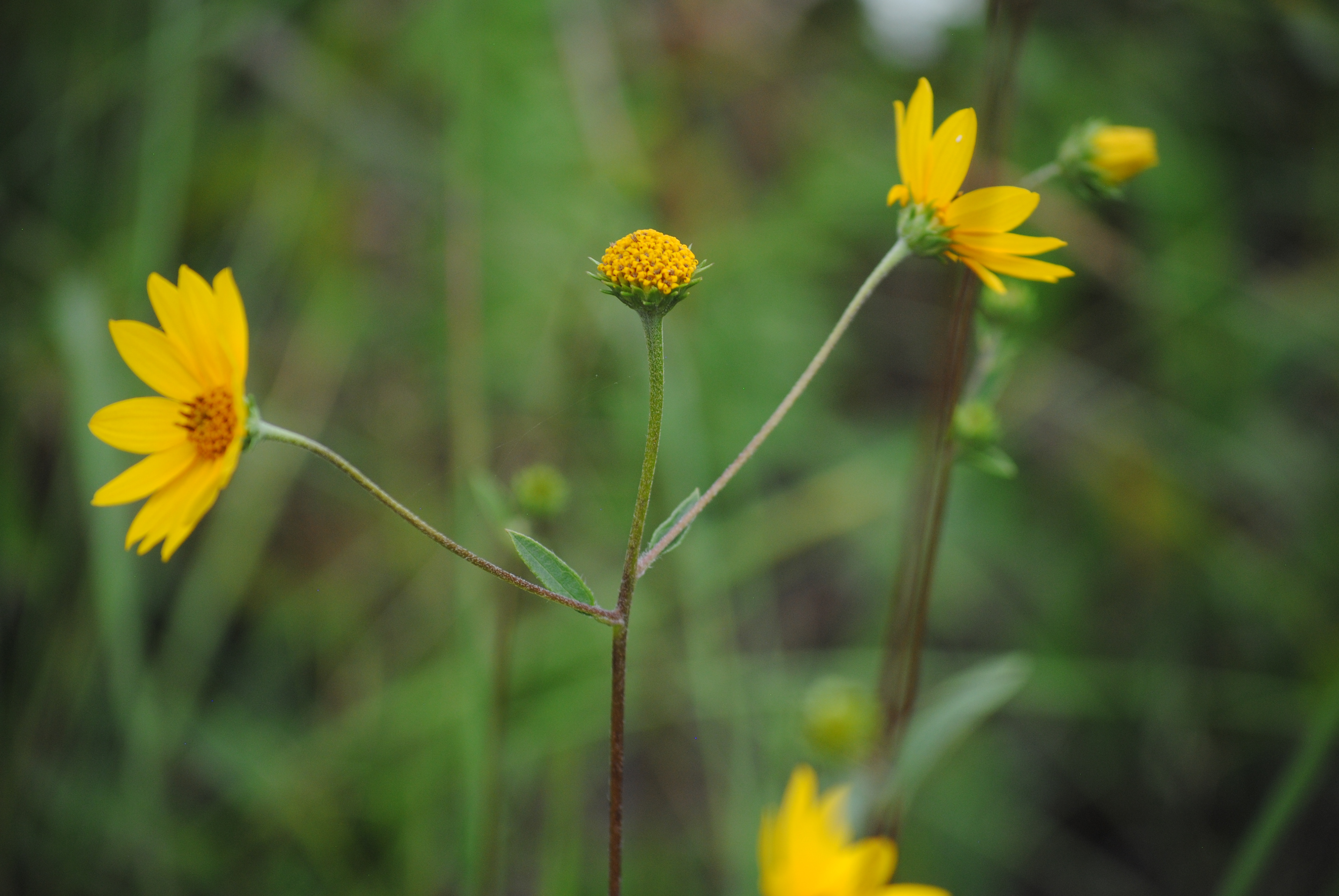 Western sunflower