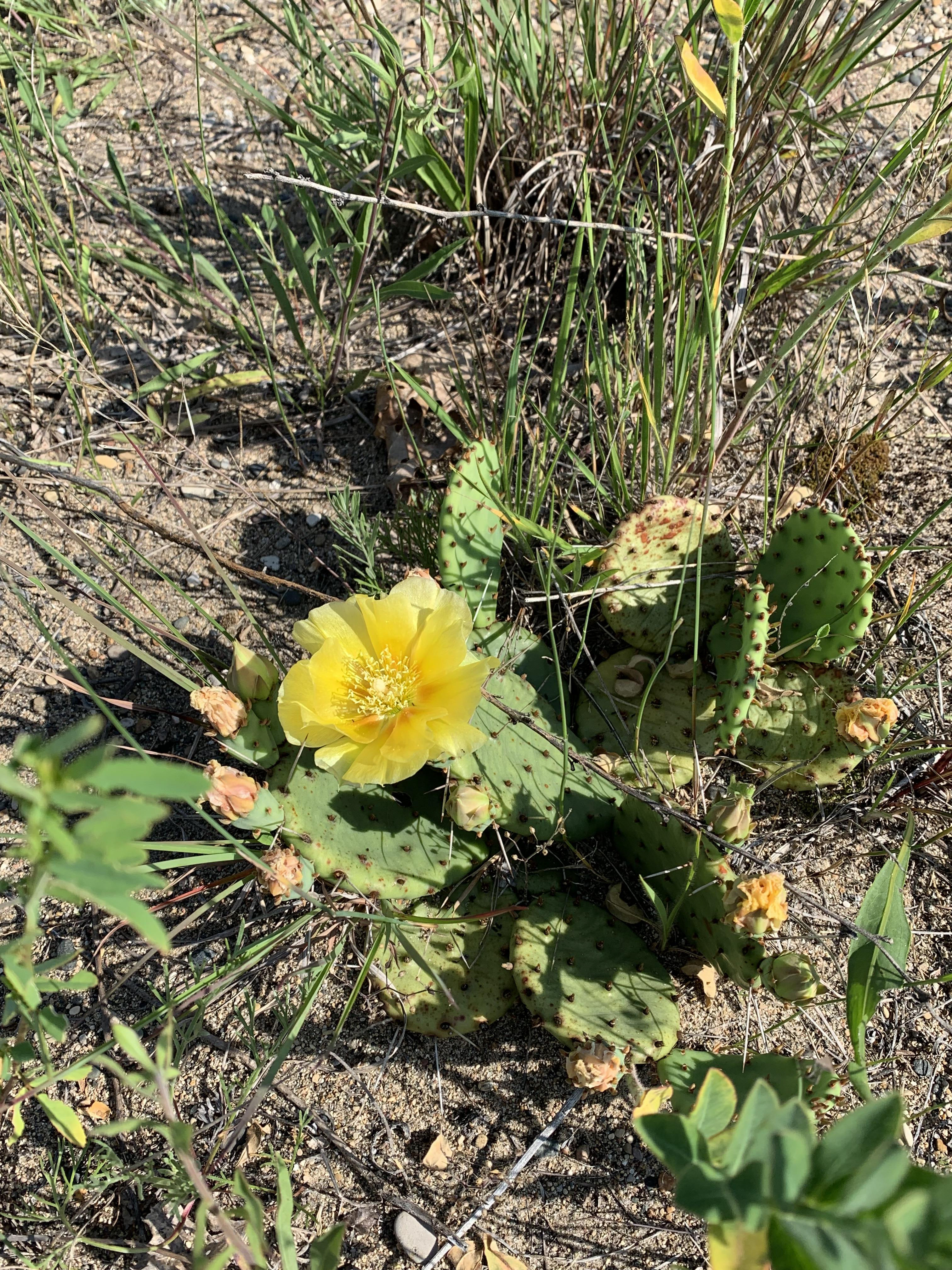 Prickly pear