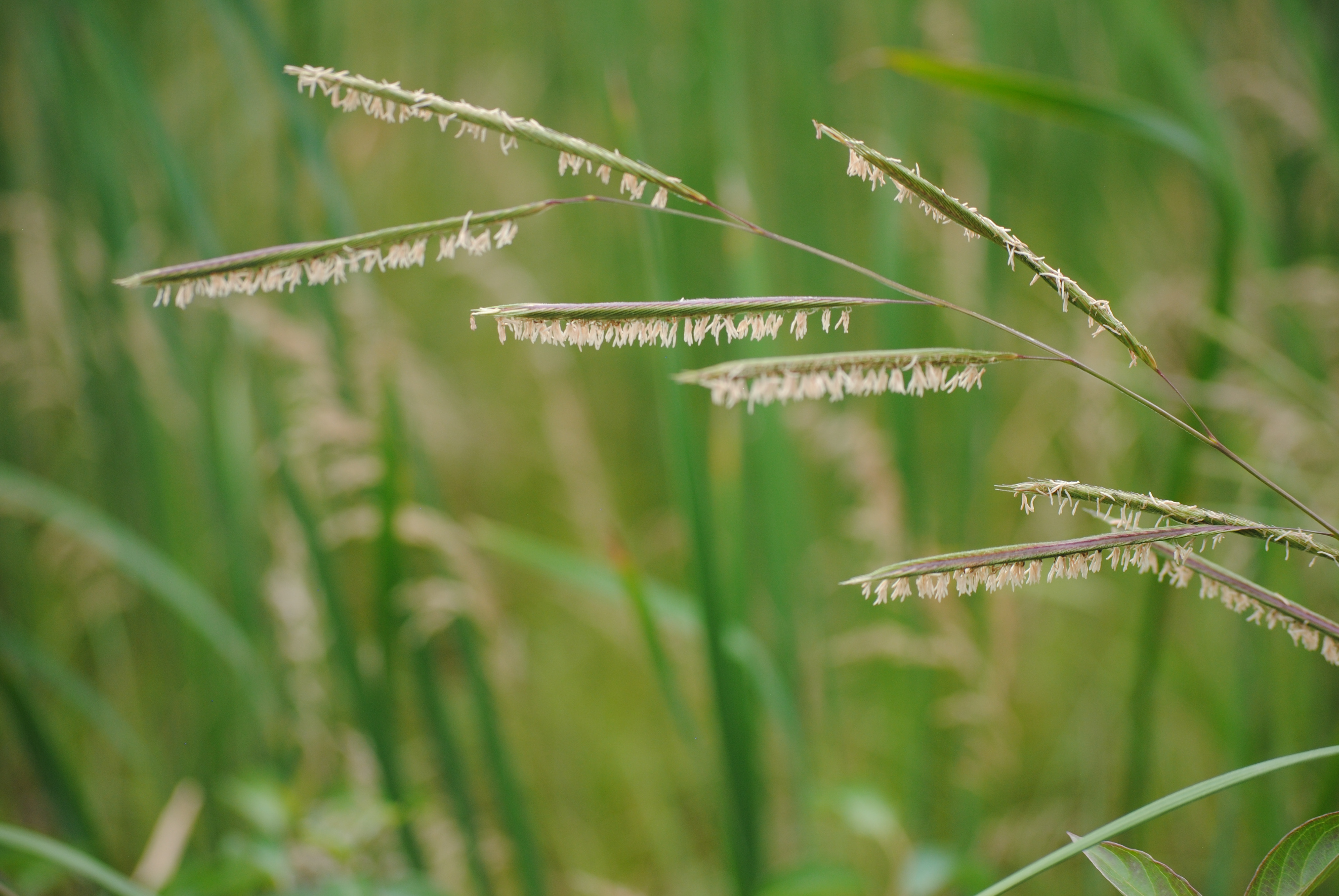 Prairie cord grass