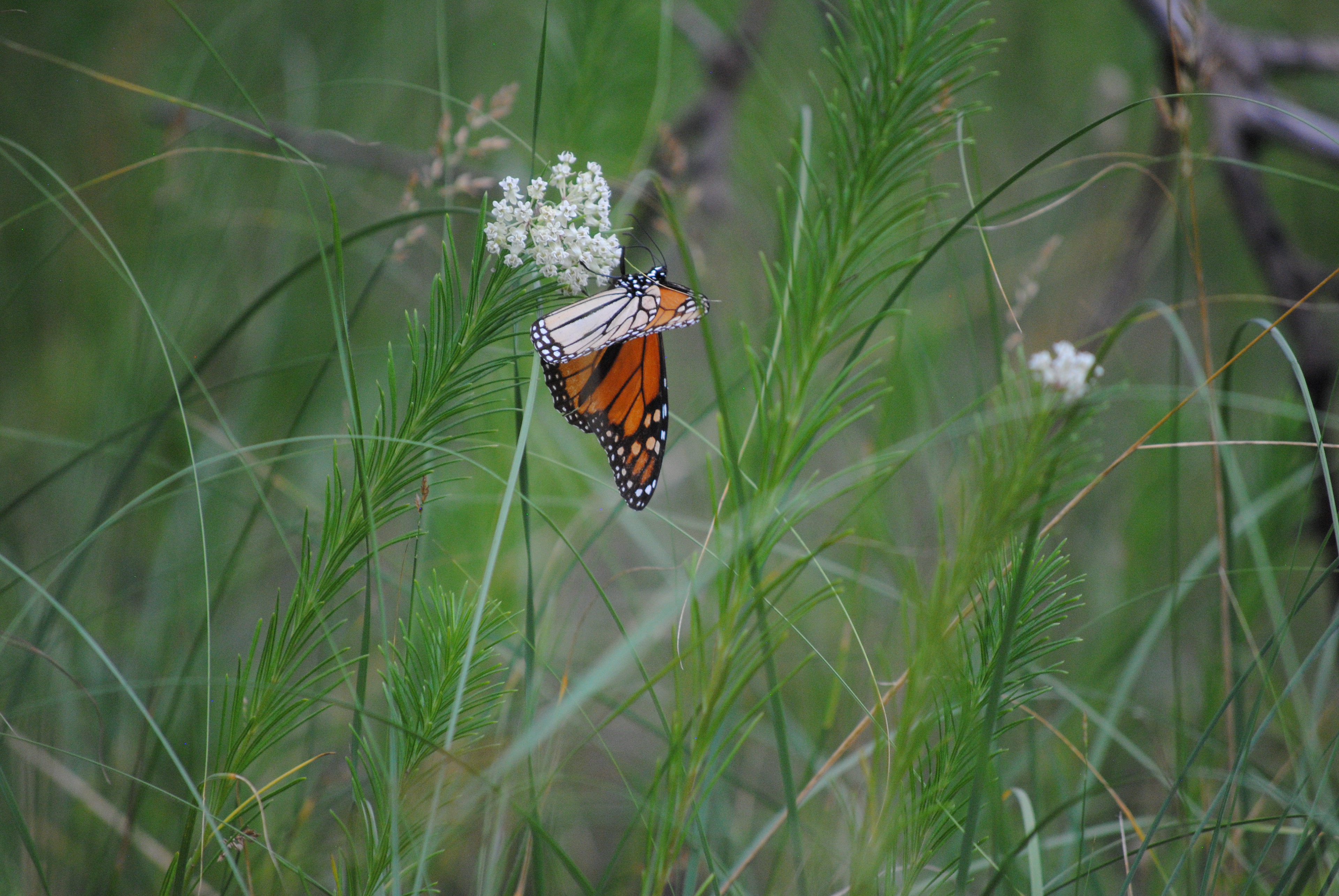 Whorled milkweed