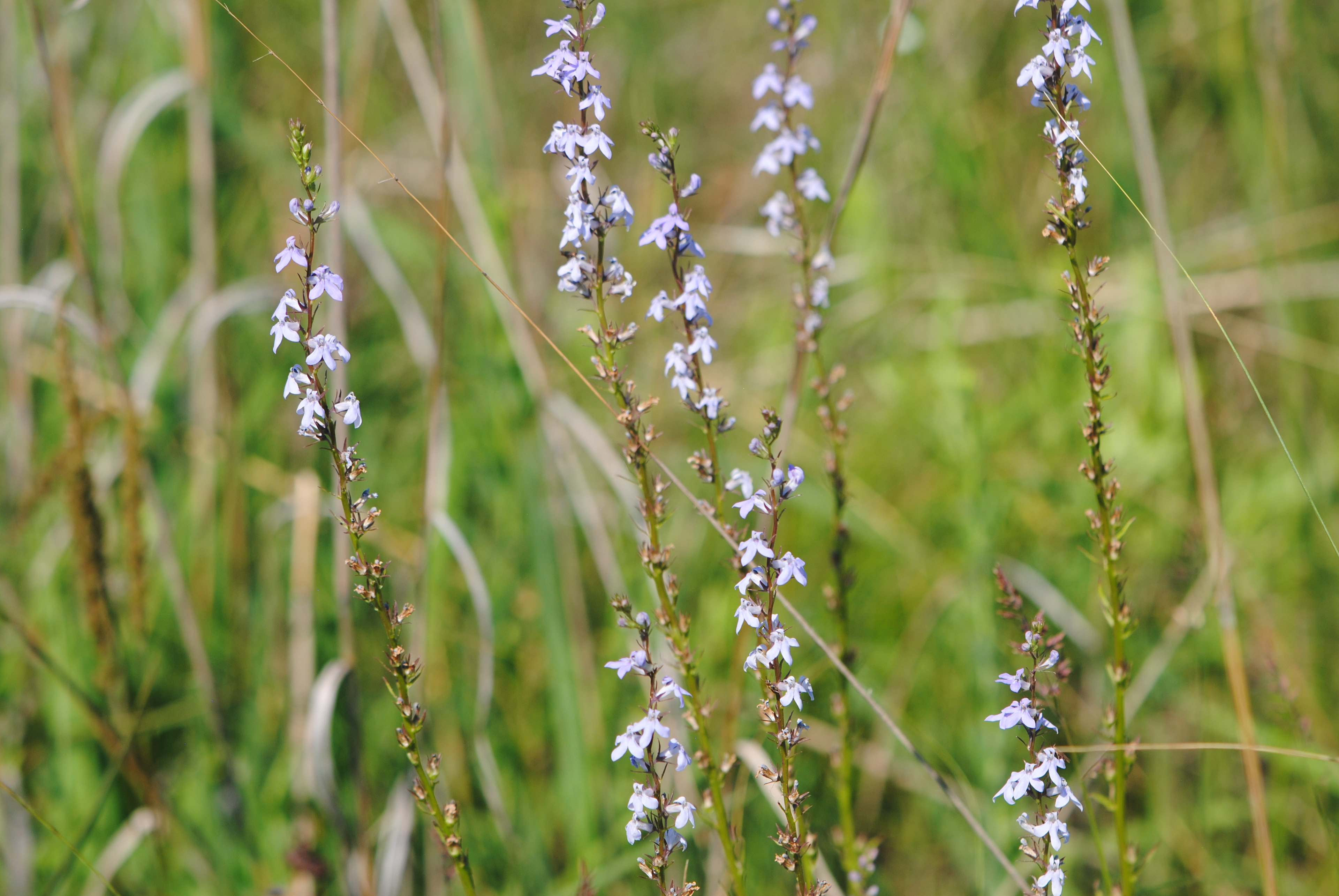 Pale-spike lobelia