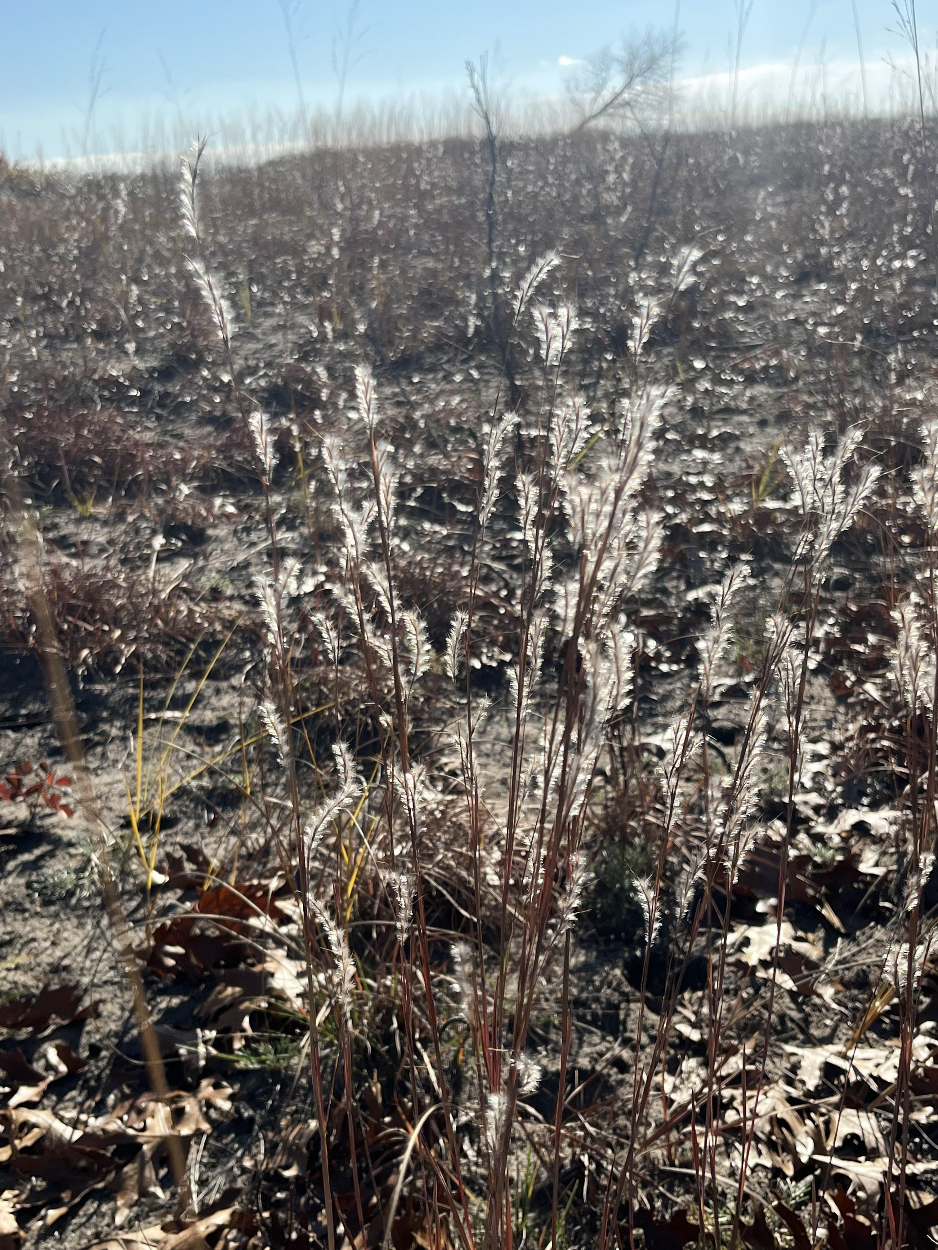 Little blue stem grass