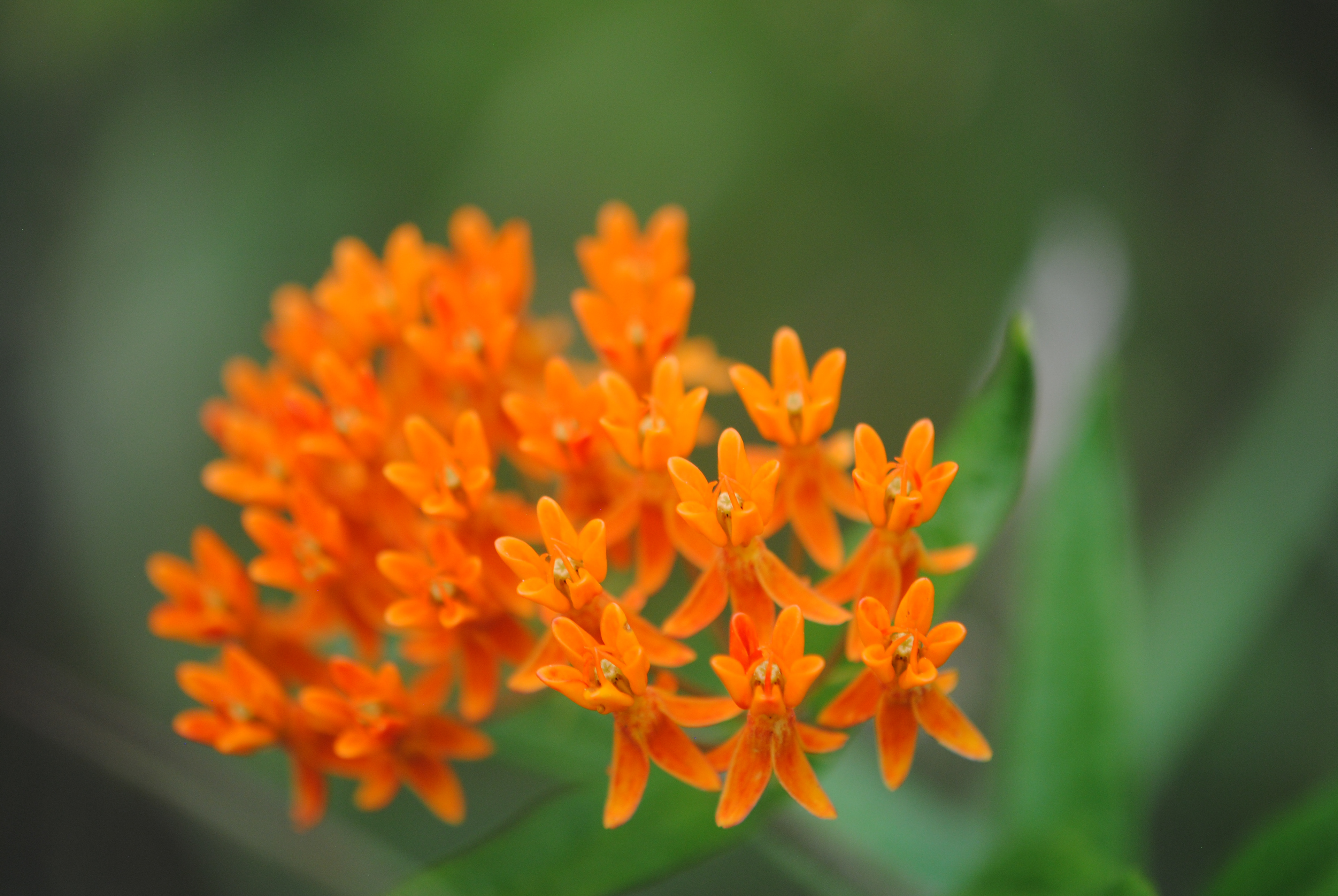 Butterfly weed