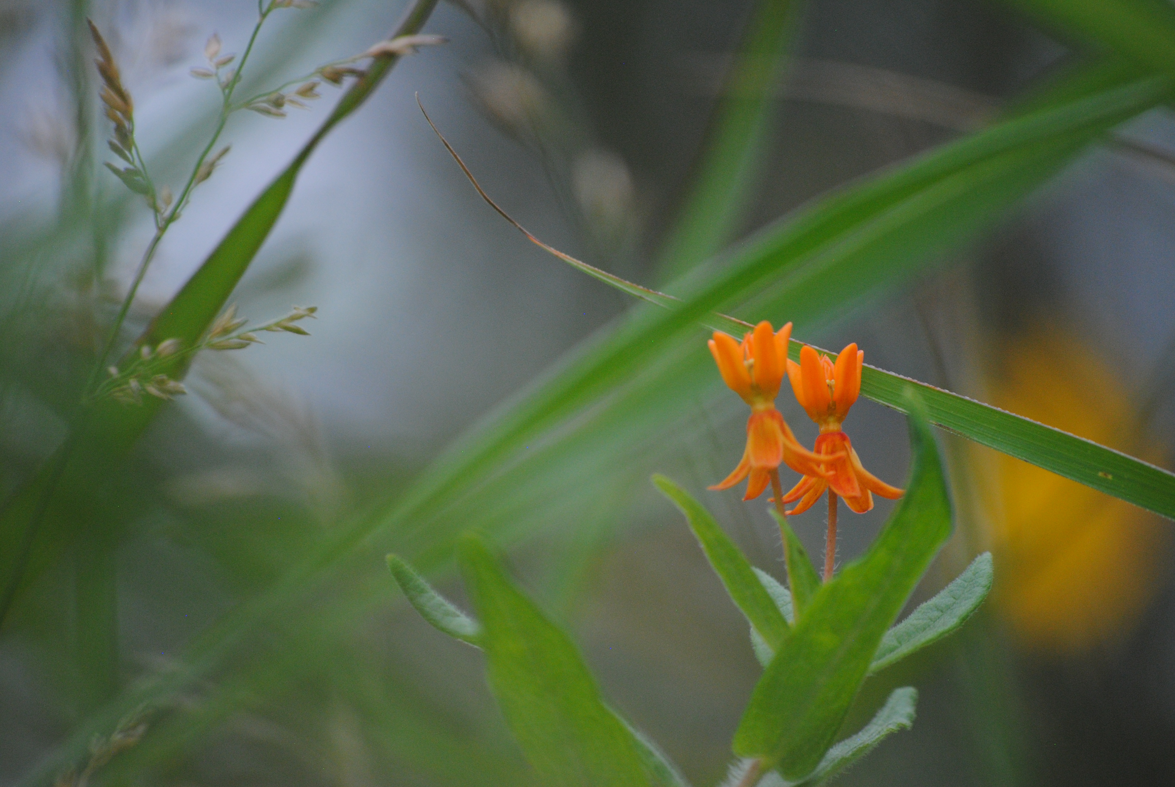 Butterfly weed