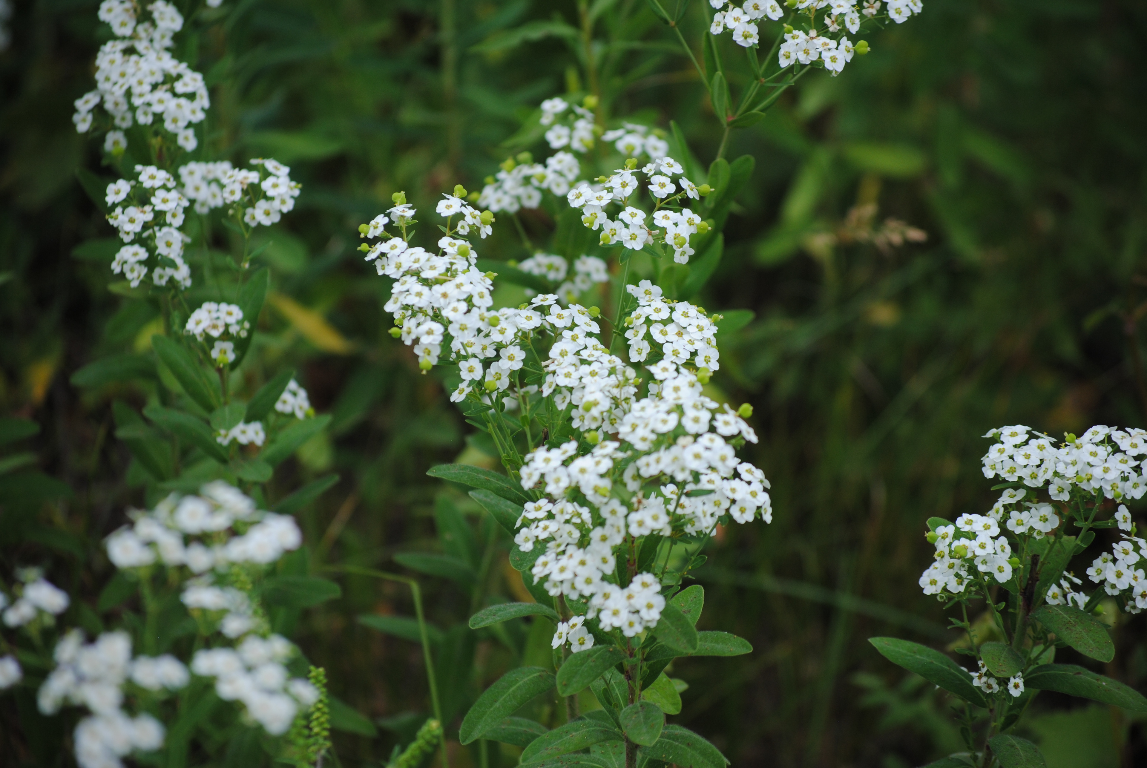 Flowering spurge