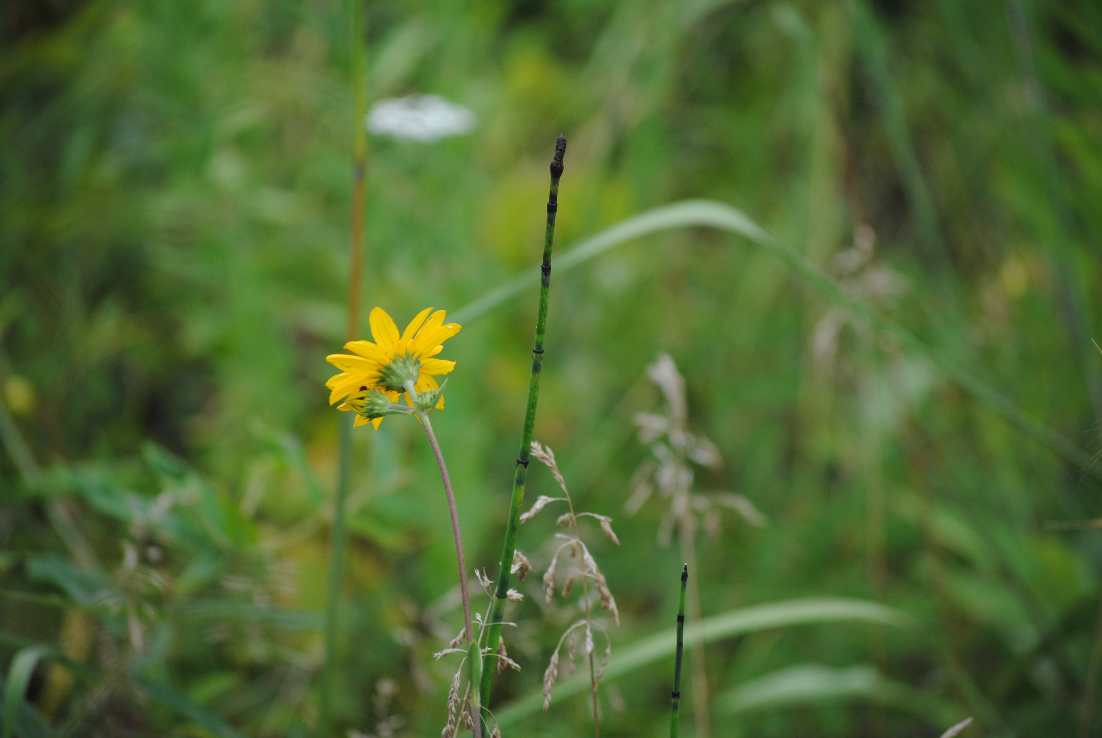 Scouring rush and western sunflower