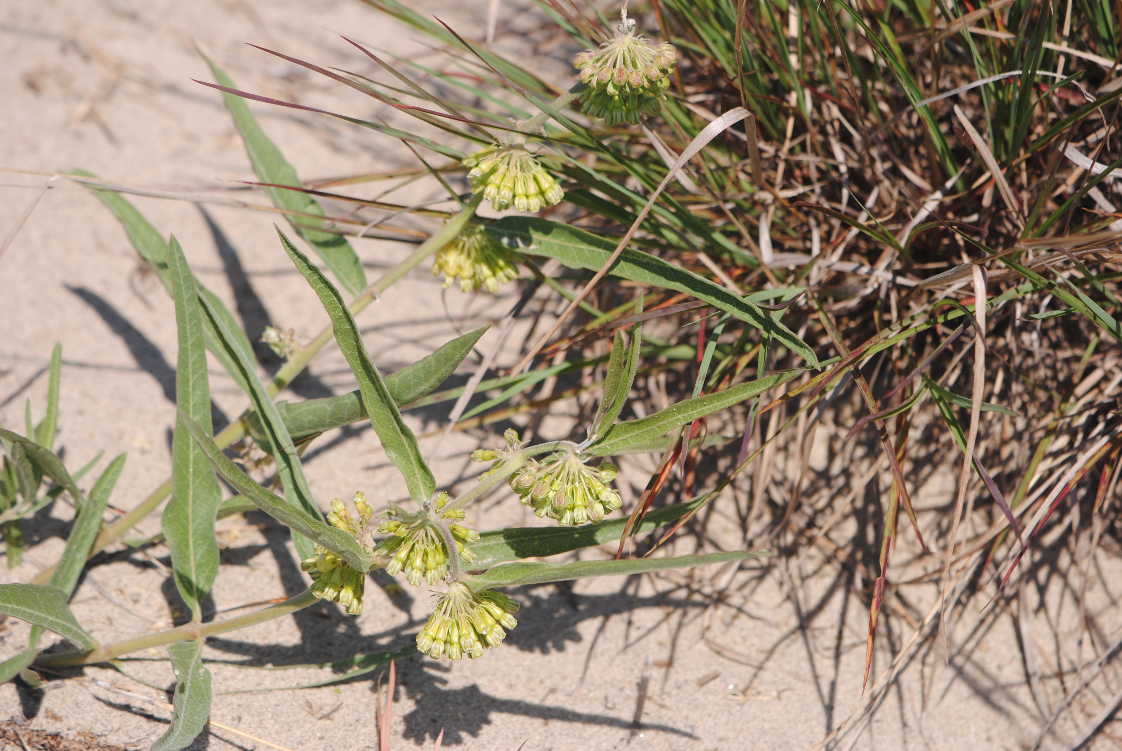 Short green milkweed