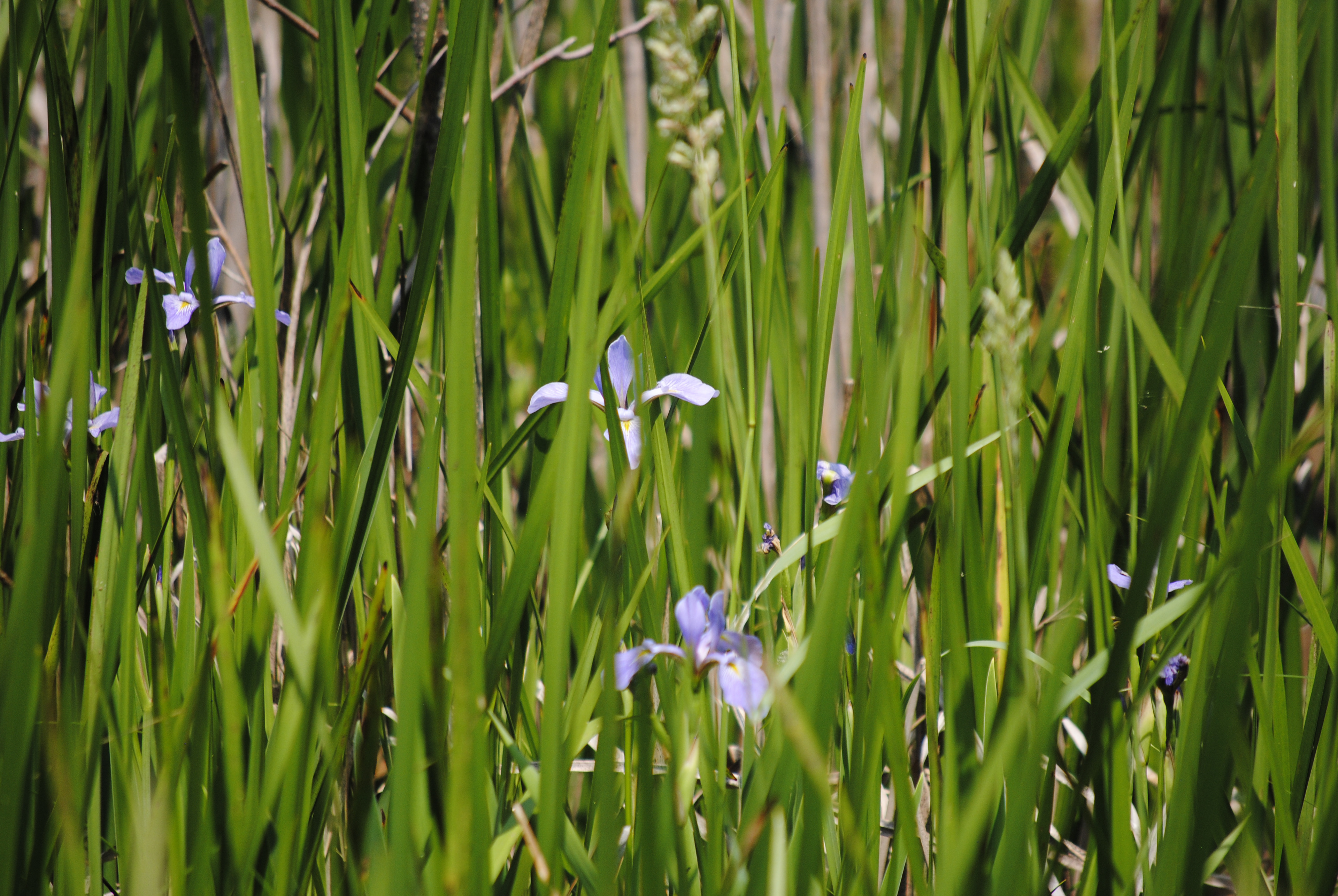 Blue flag iris