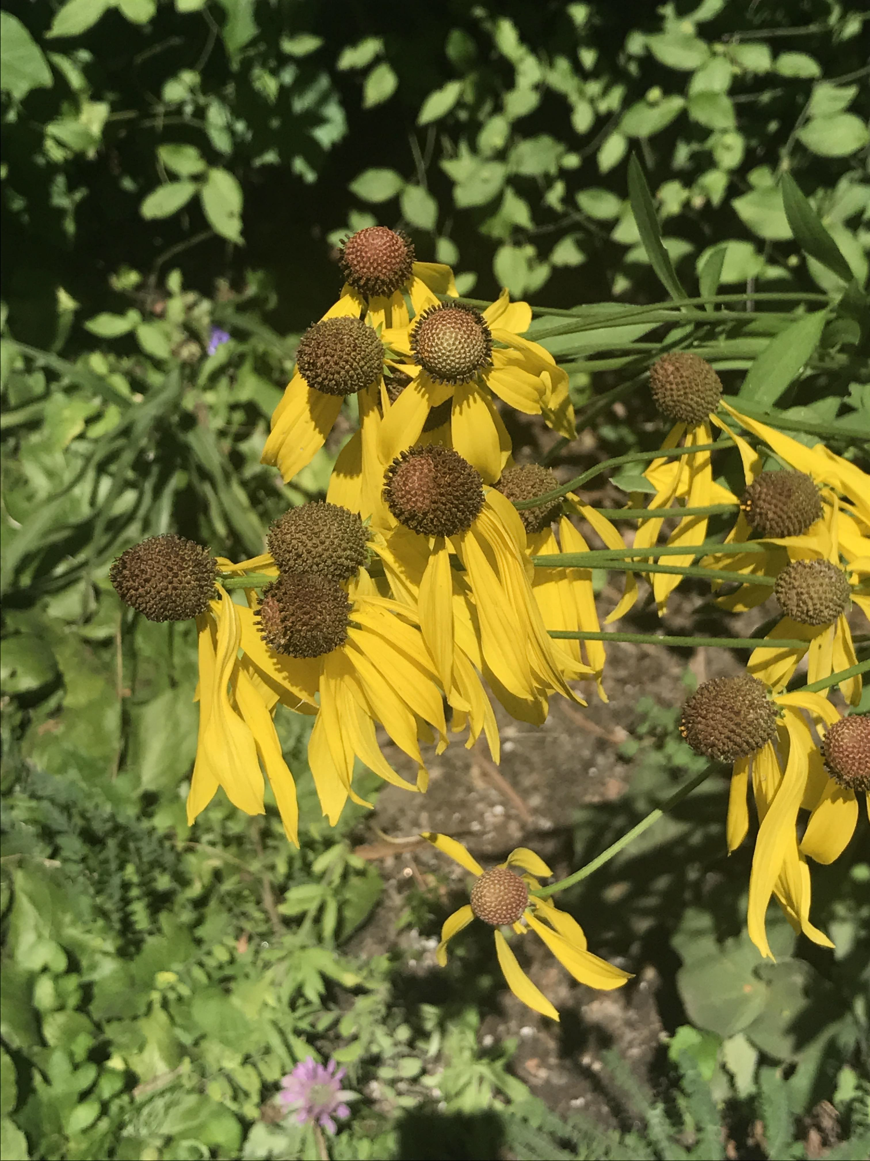 Yellow coneflower