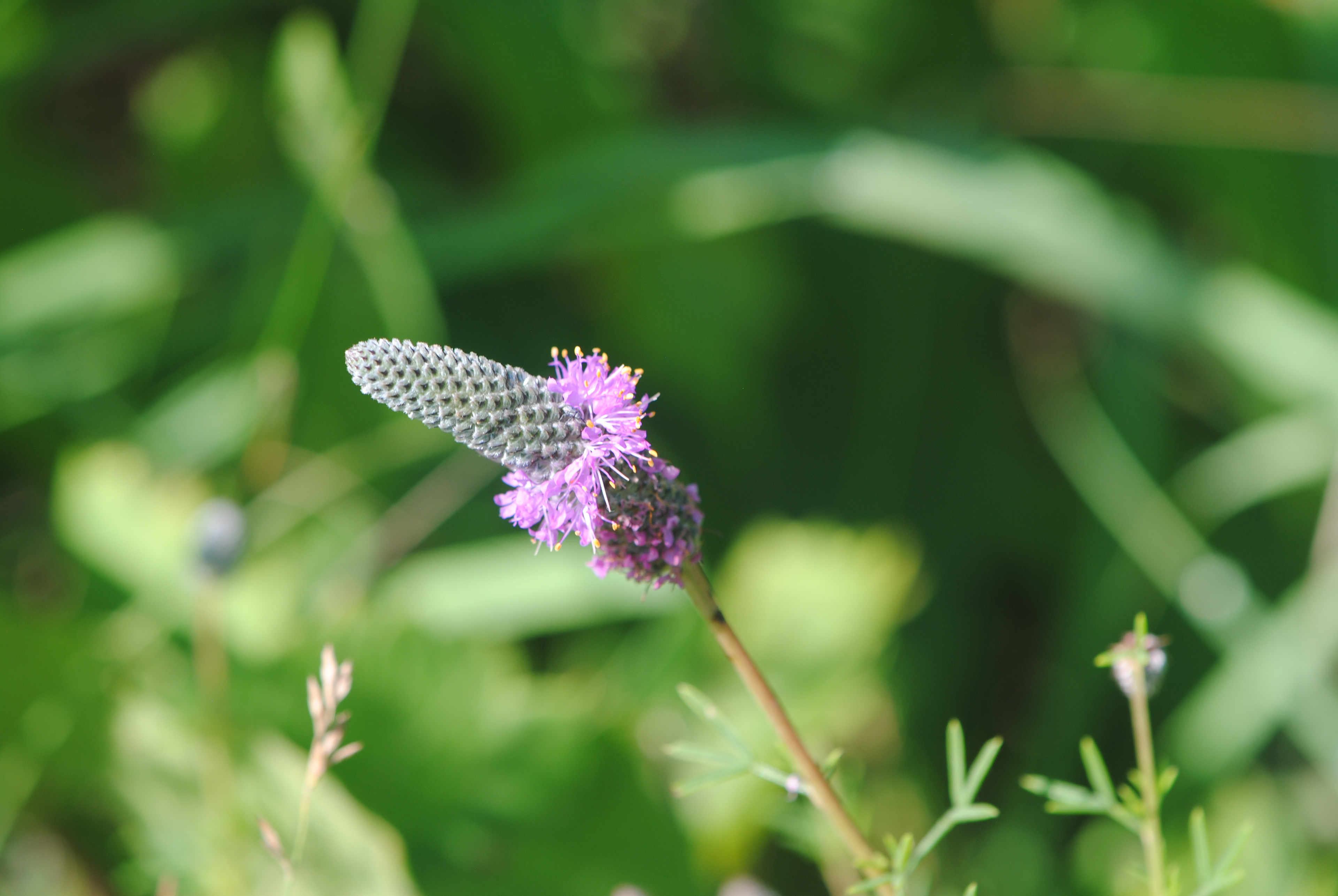 Purple prairie clover