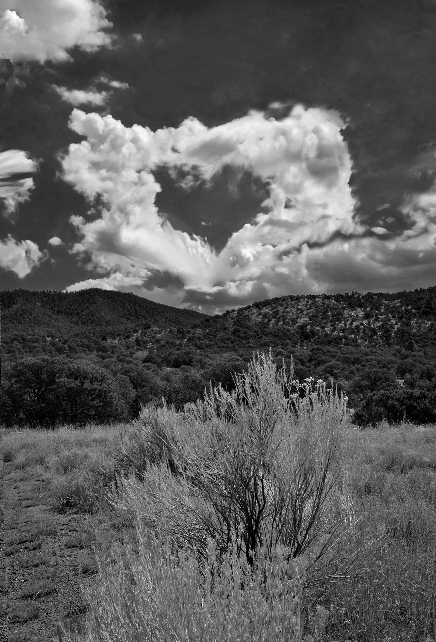 New Mexico Heart