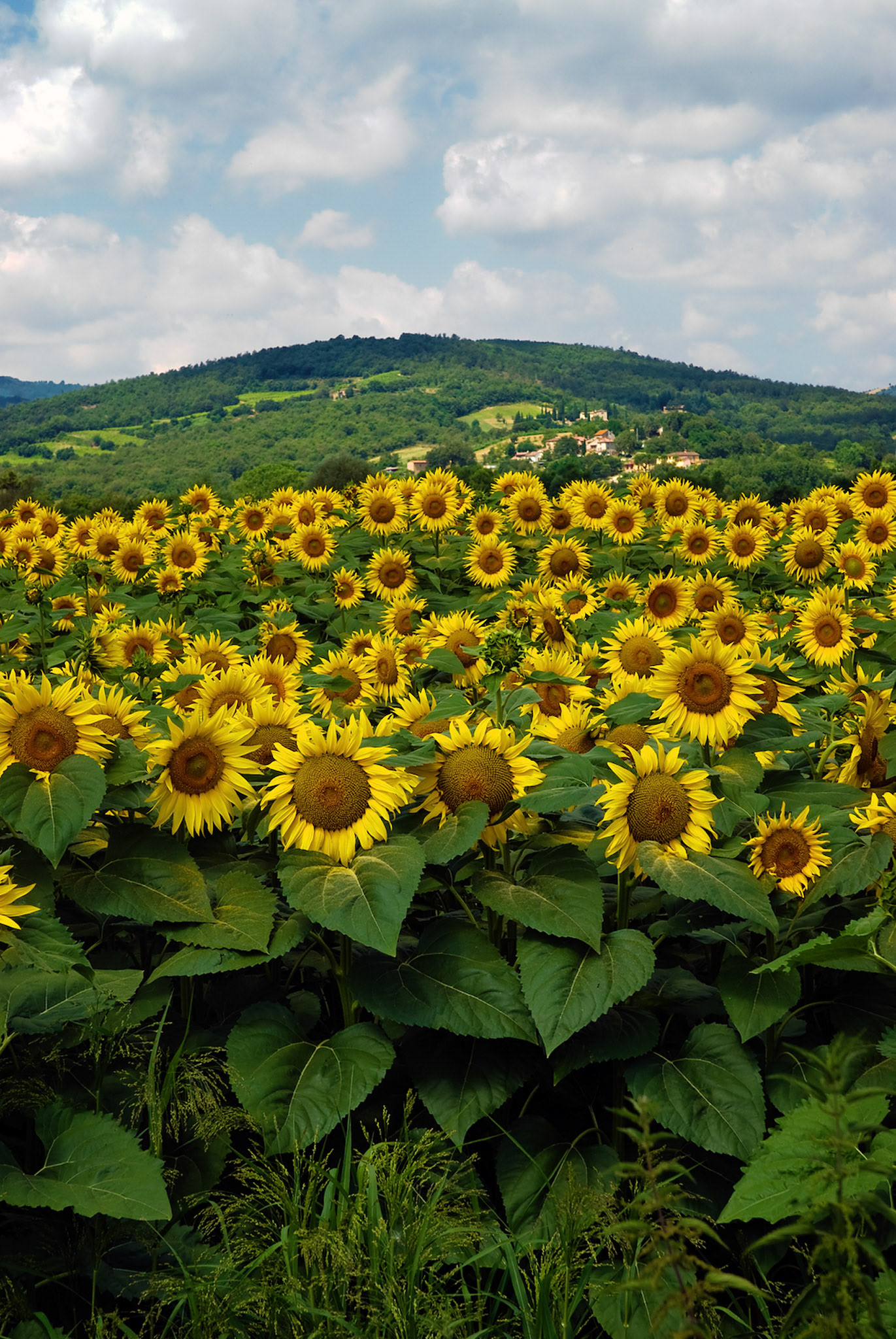 Sunflowers, Italy